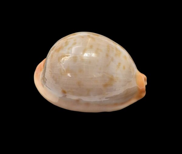 BC468 Raybaudia joycae – LIVE COLLECTED - Image 2