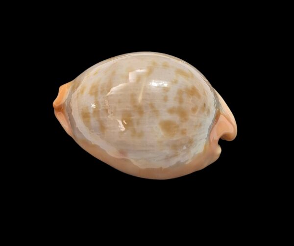 BC468 Raybaudia joycae – LIVE COLLECTED - Image 3