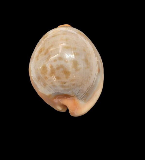 BC468 Raybaudia joycae – LIVE COLLECTED - Image 4