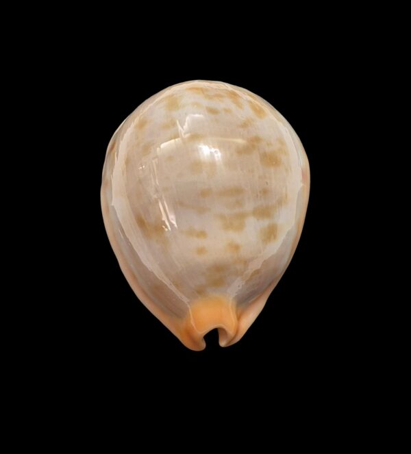 BC468 Raybaudia joycae – LIVE COLLECTED - Image 5