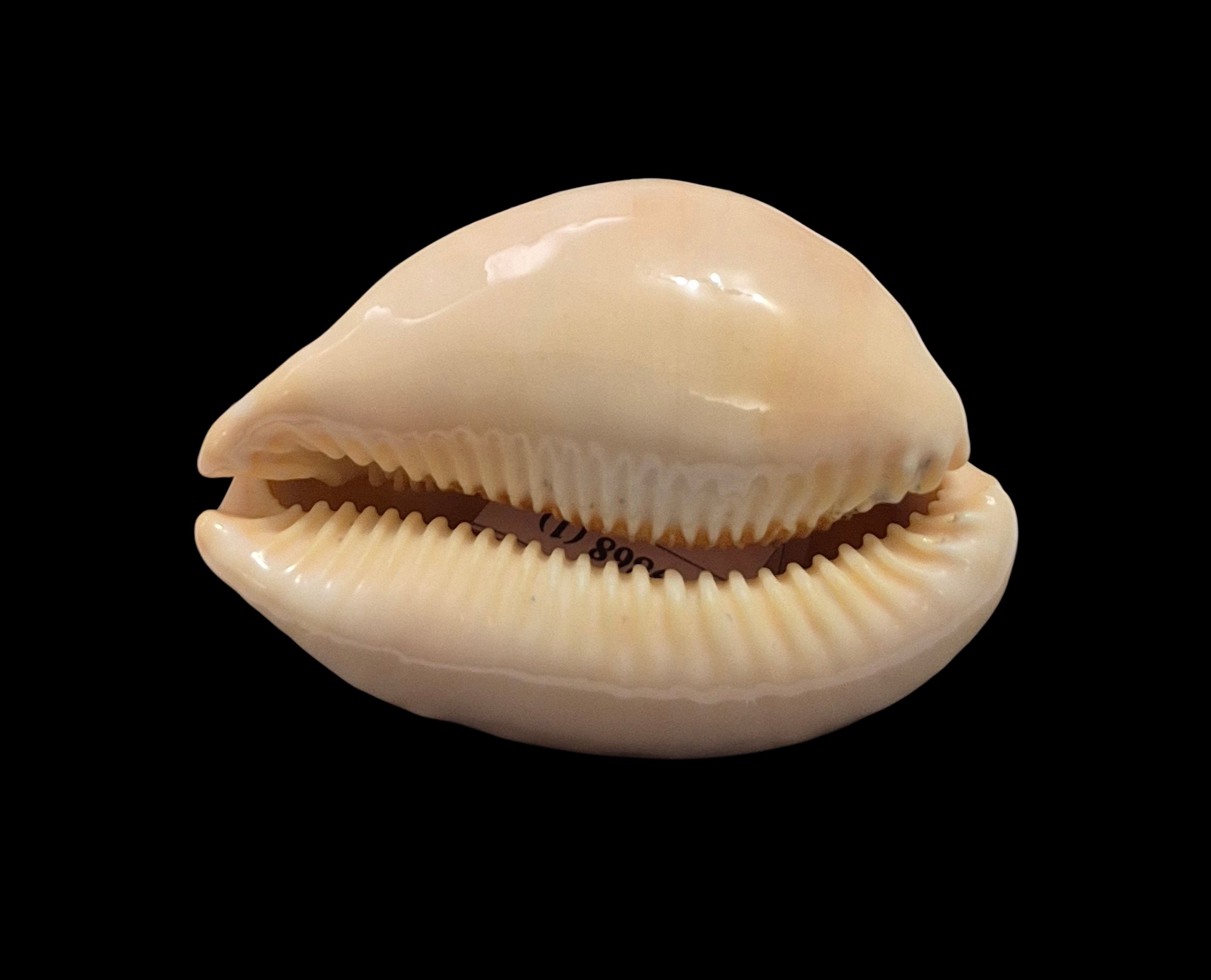 BC468 Raybaudia joycae – LIVE COLLECTED - Image 6