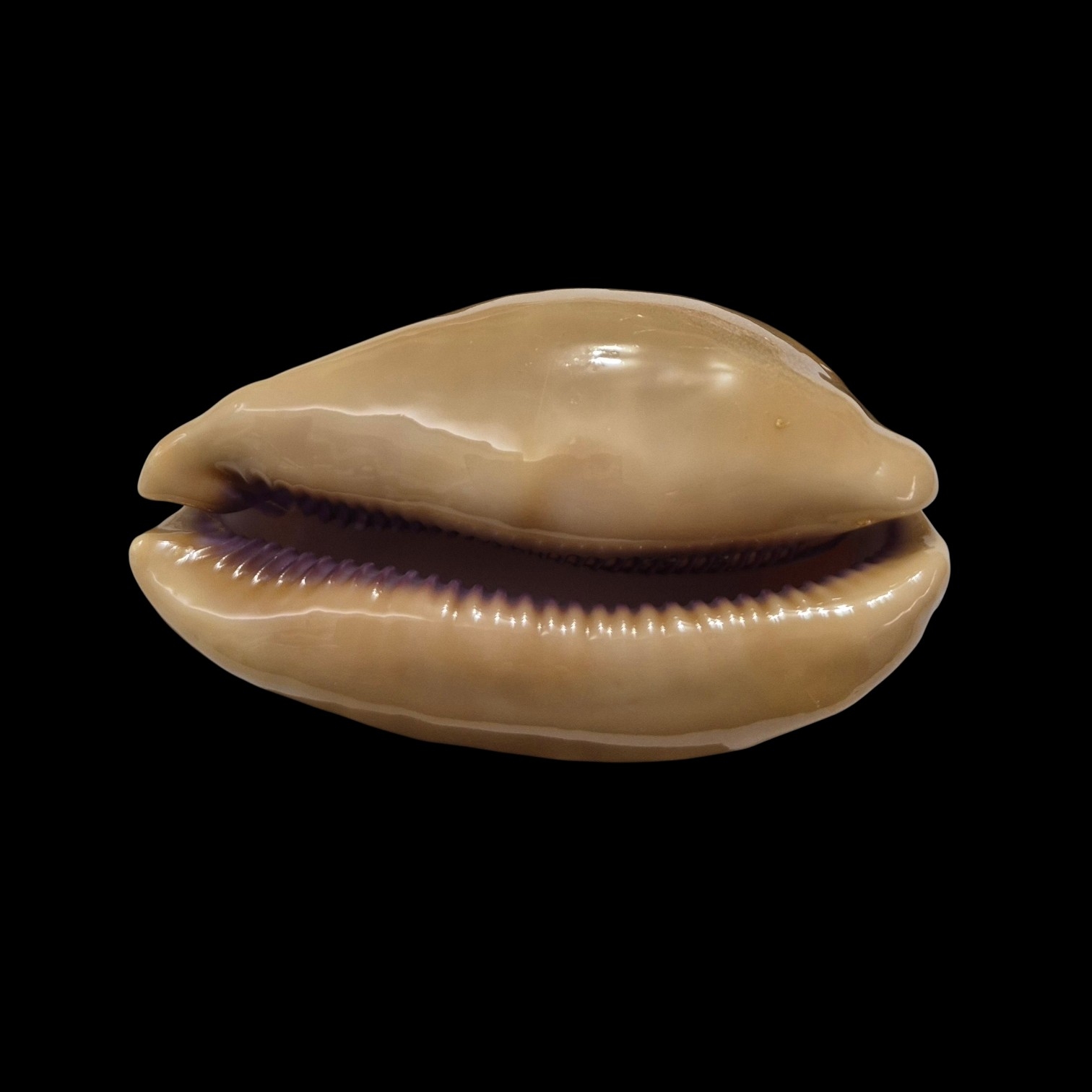 BC009 Lyncina leviathan - GIANT SIZE - Image 6