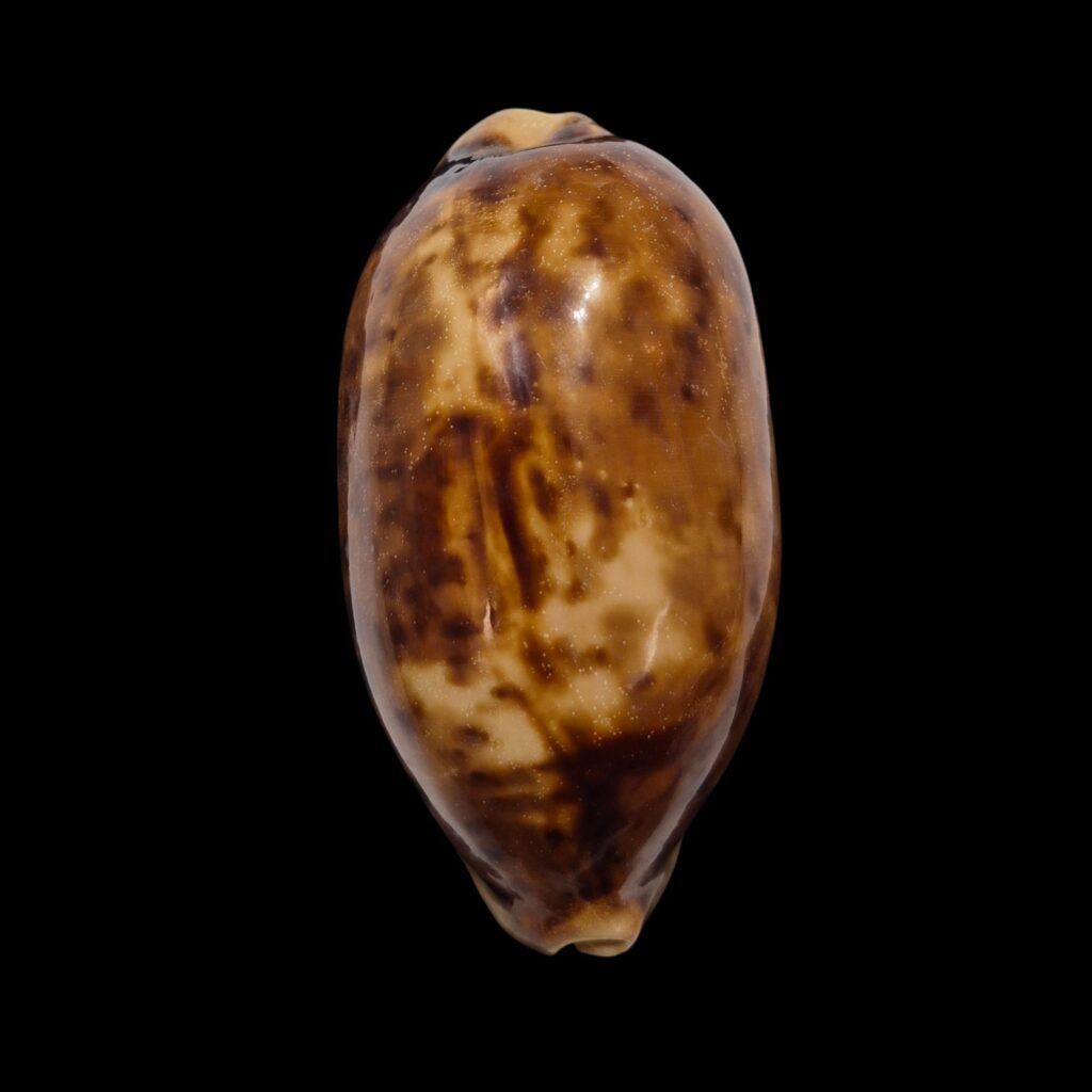 BC320 Chelycypraea testudinaria - UNCOMMON COLOR