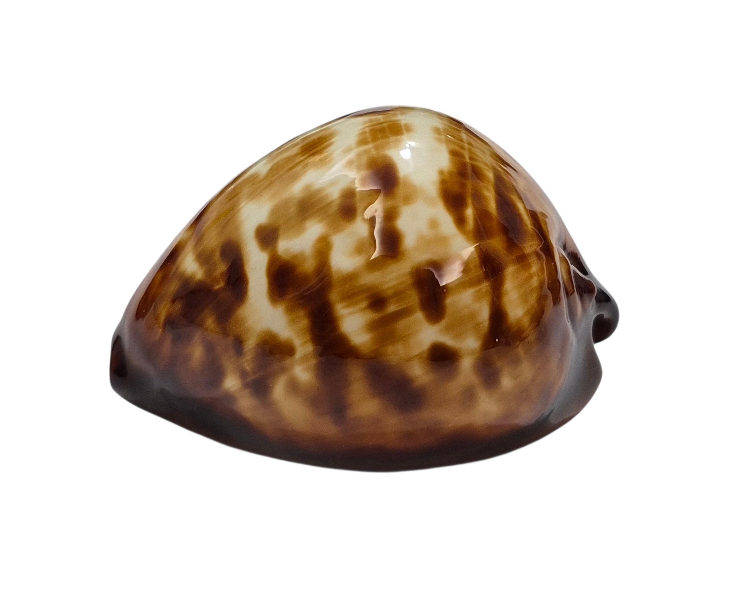 BC005 Zoila decipiens - from TAIWAN BOAT - Image 3