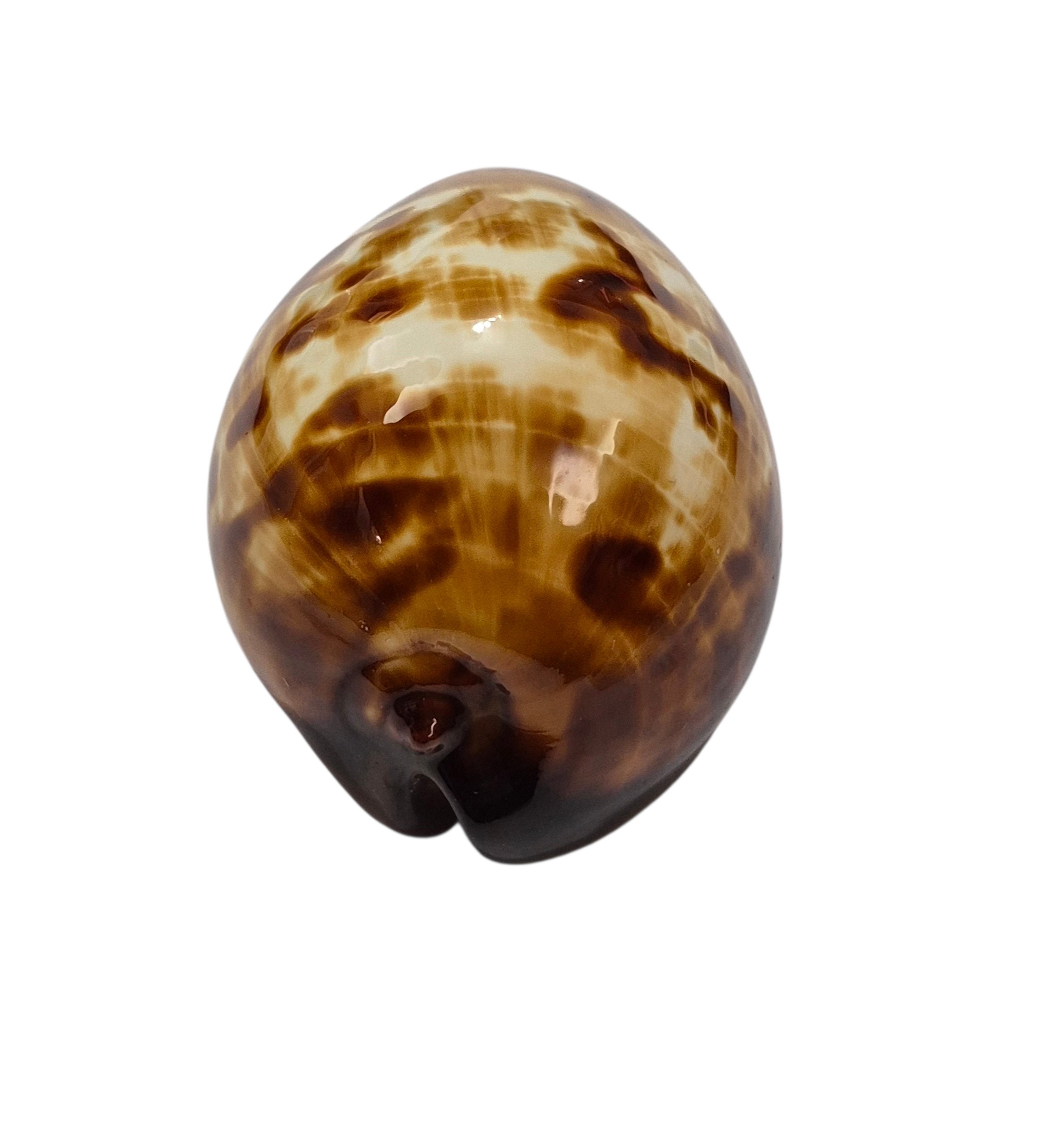 BC005 Zoila decipiens - from TAIWAN BOAT - Image 5