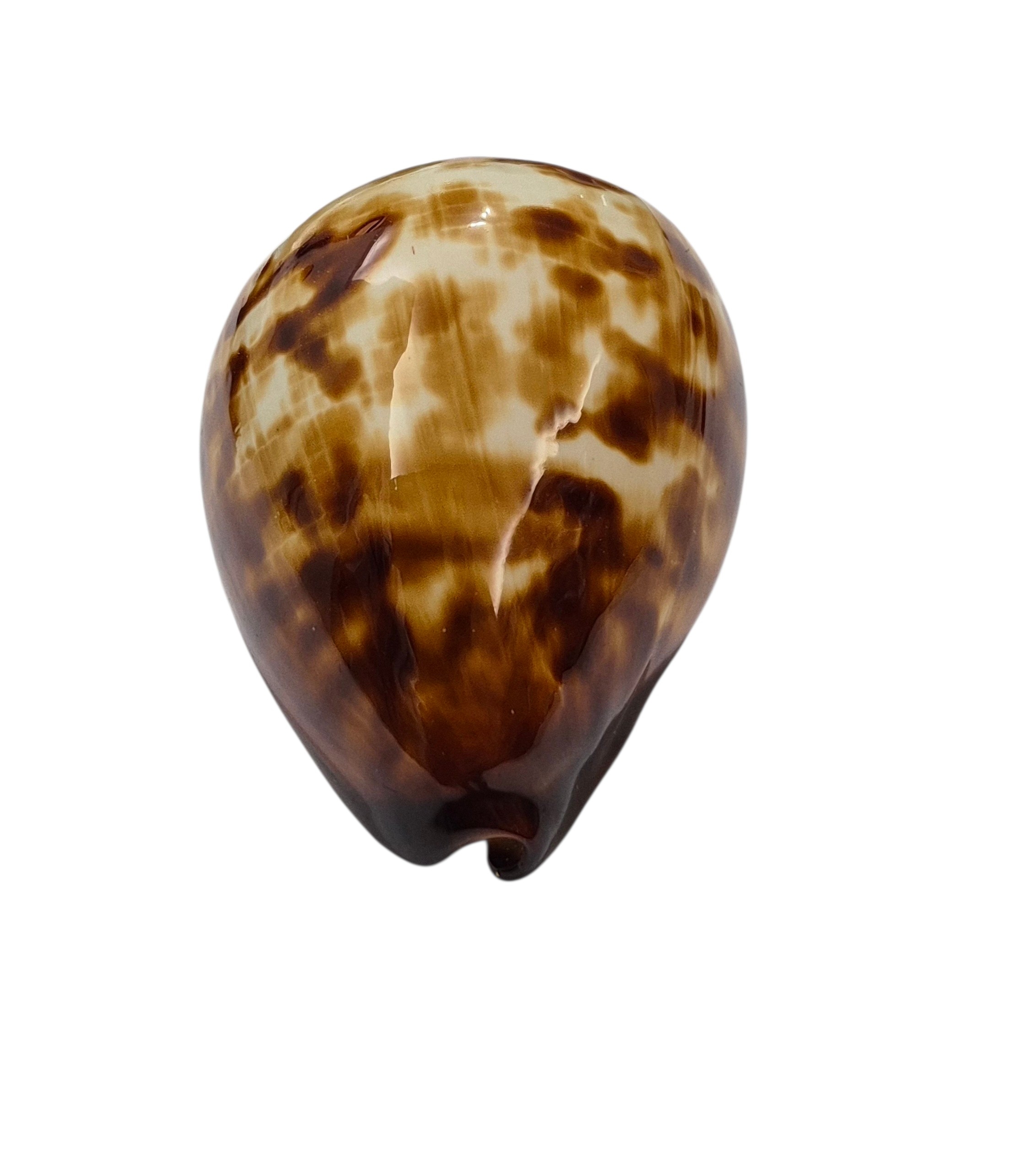 BC005 Zoila decipiens - from TAIWAN BOAT - Image 6
