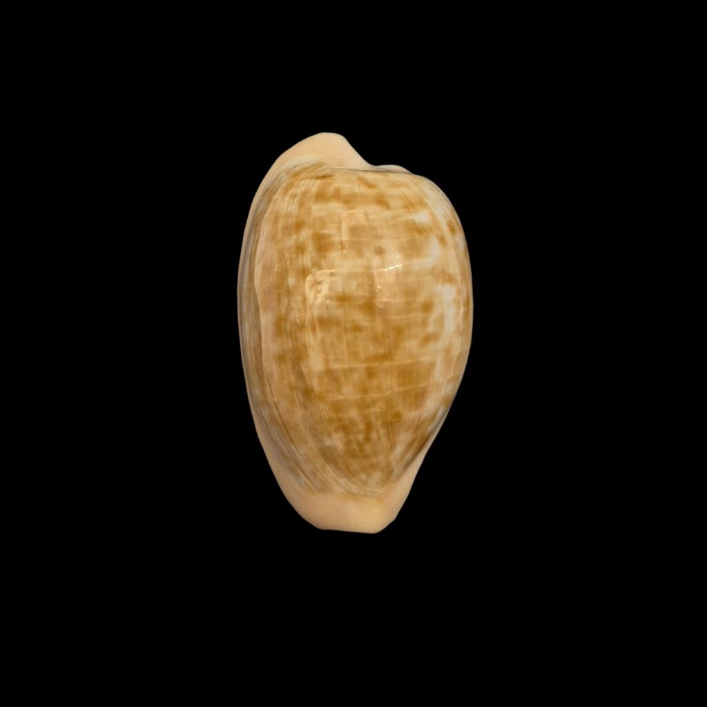 BC101 Cypraeovula fuscodentata