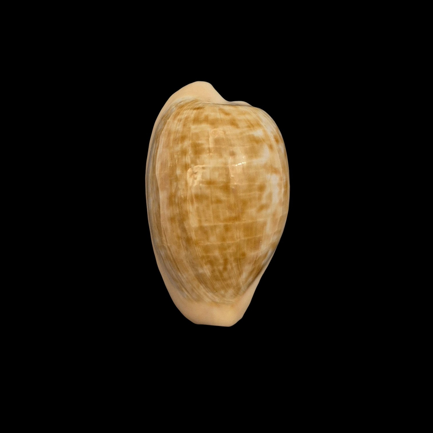 BC101 Cypraeovula fuscodentata