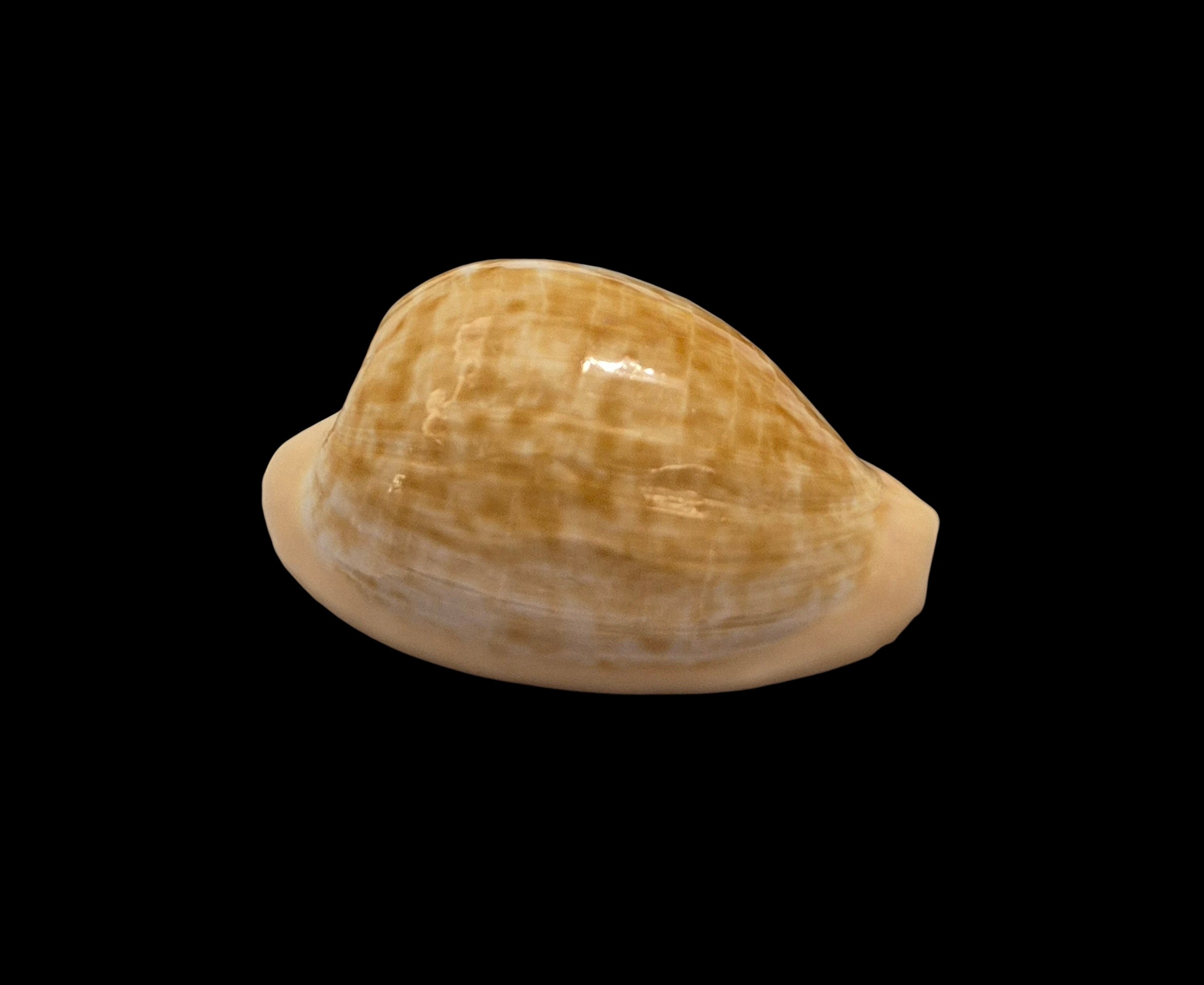 BC101 Cypraeovula fuscodentata - Image 2