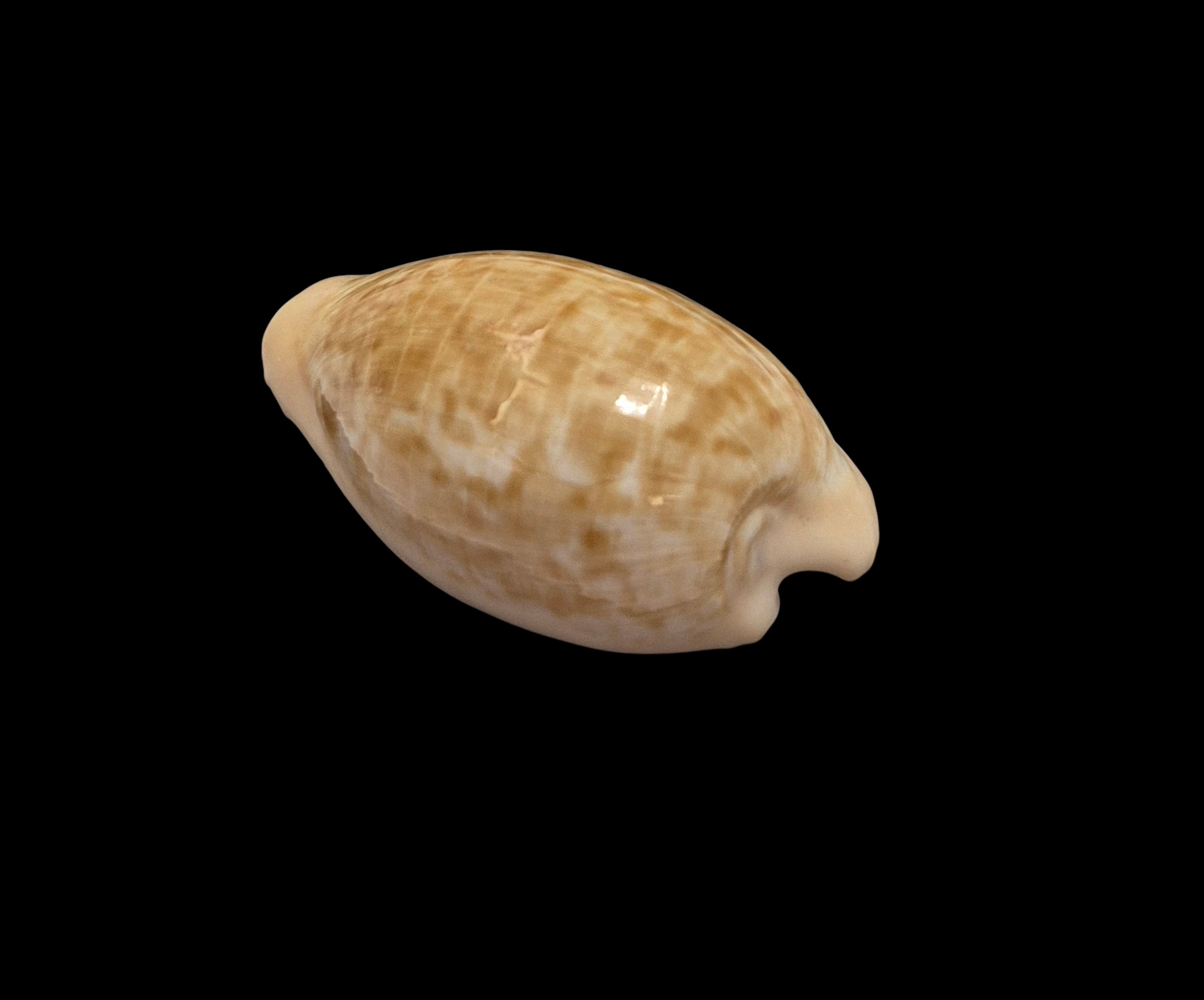 BC101 Cypraeovula fuscodentata - Image 3