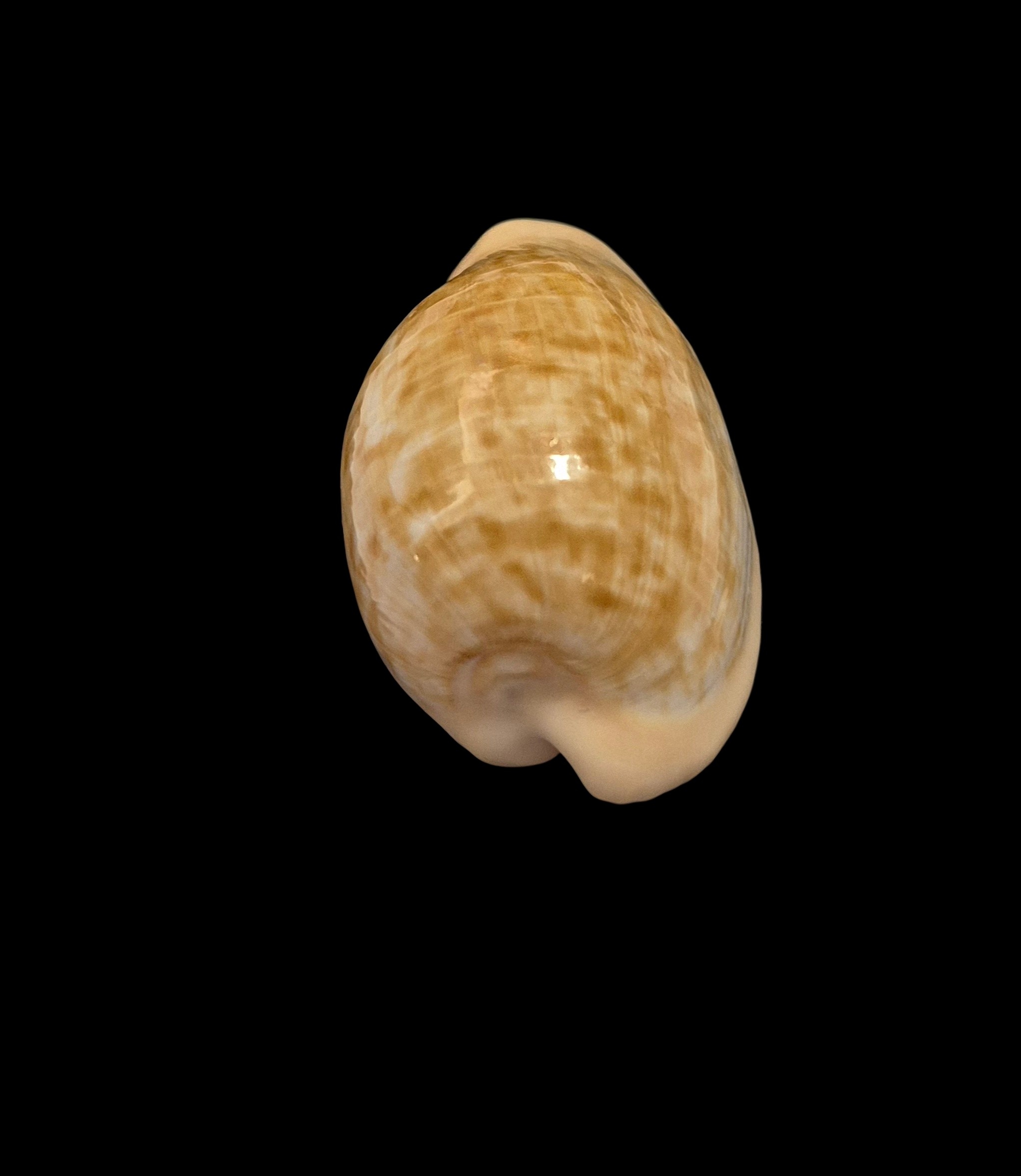 BC101 Cypraeovula fuscodentata - Image 4