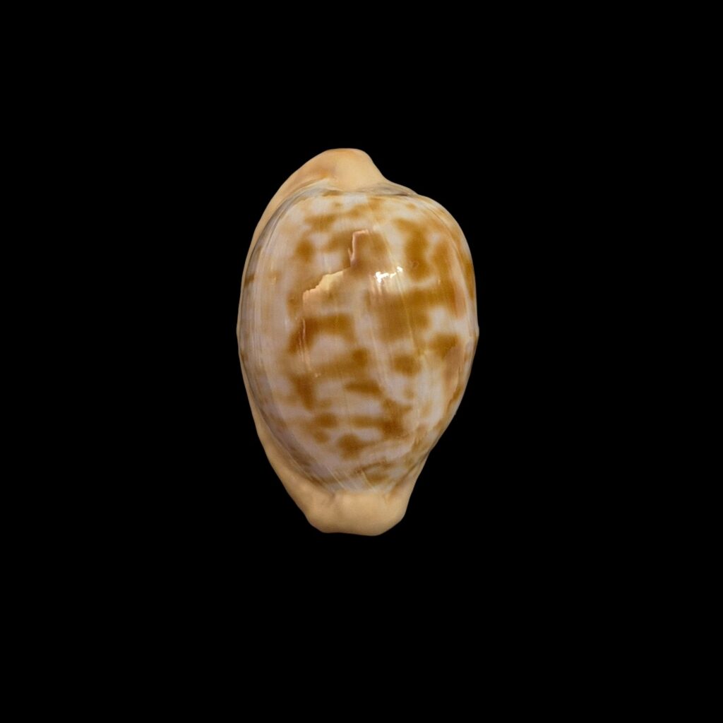 BC324 Cypraeovula coronata f. debruini