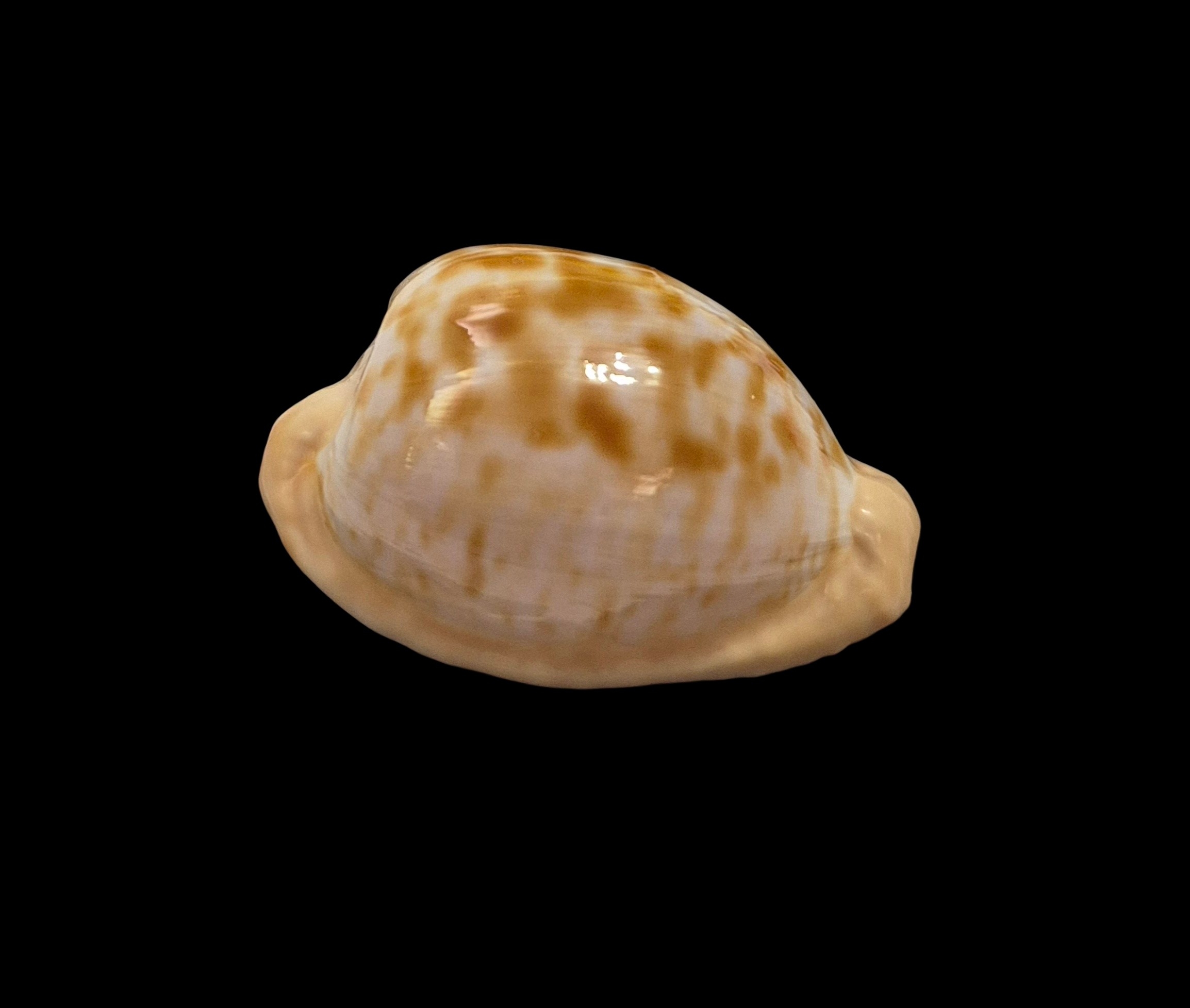 BC324 Cypraeovula coronata f. debruini - Image 3