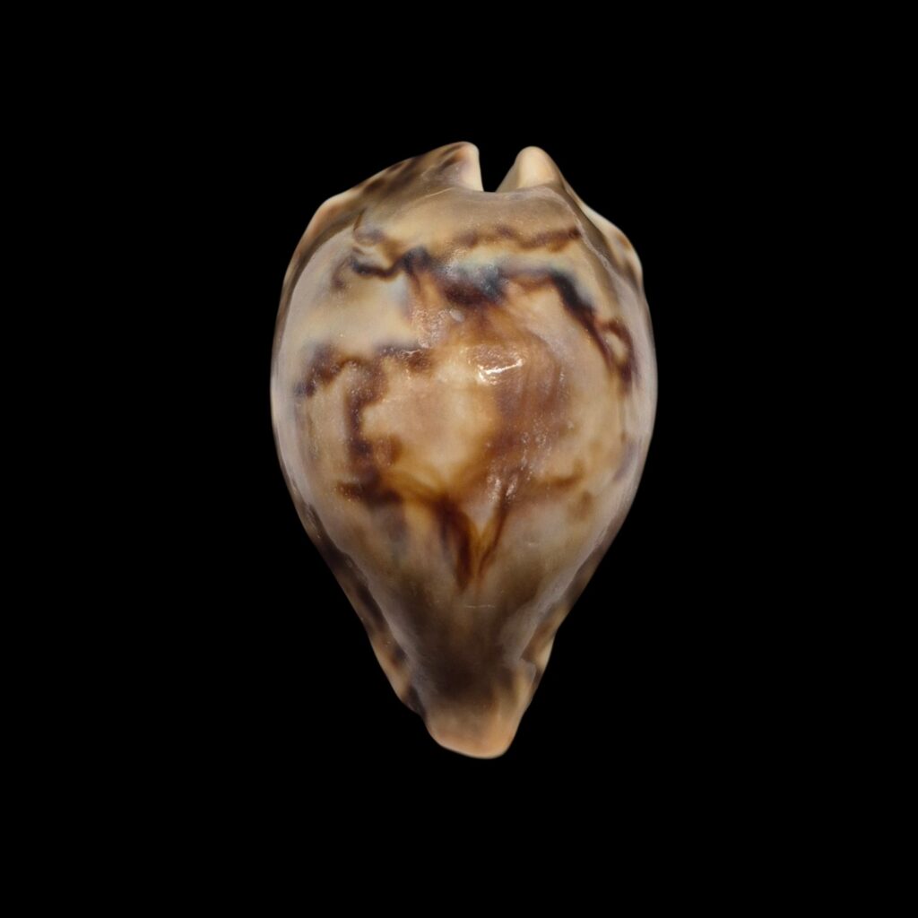 BC293 Barycypraea fultoni fultoni