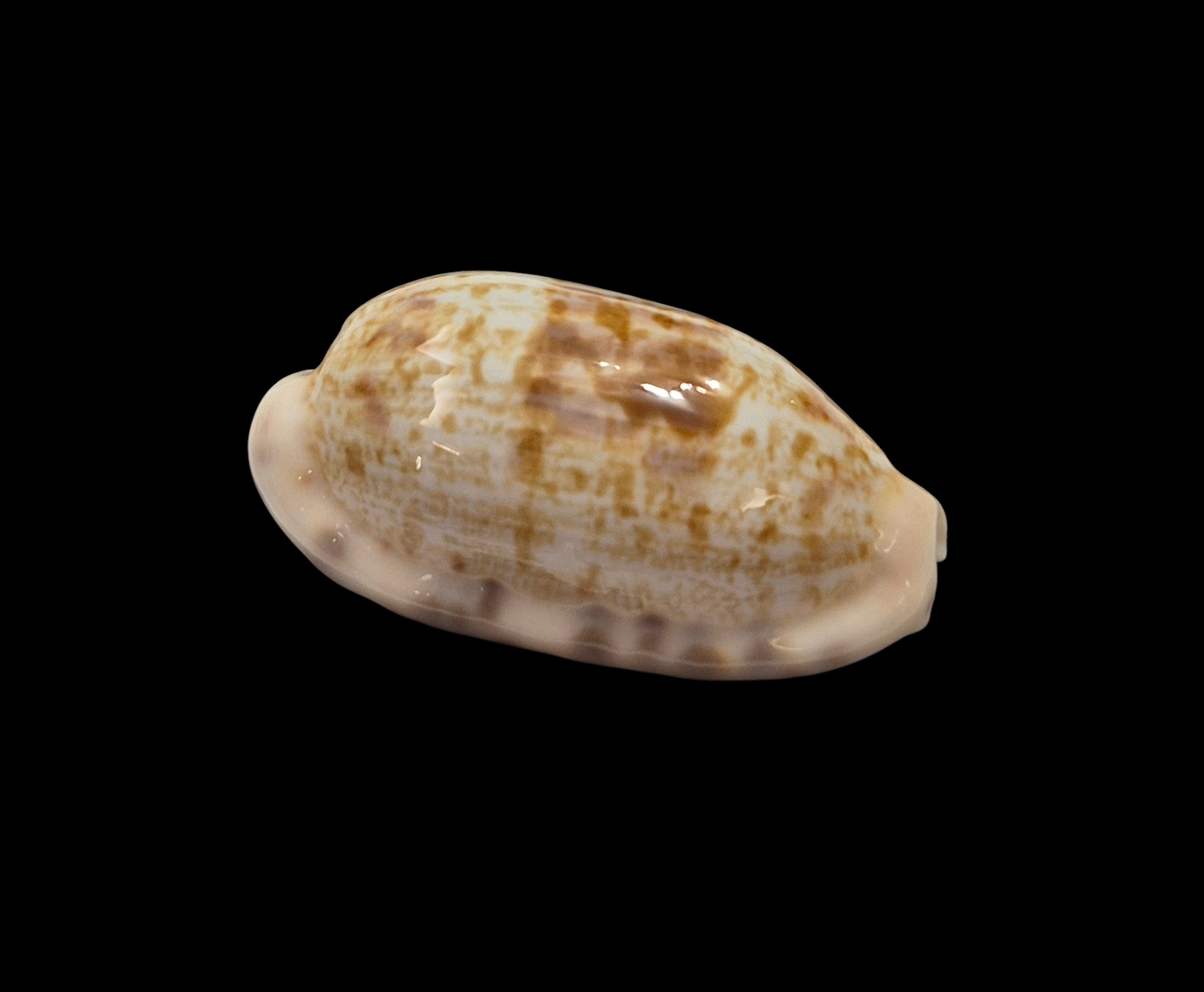BC075 Talostolida pellucens alisonae - XL SIZE - Image 2