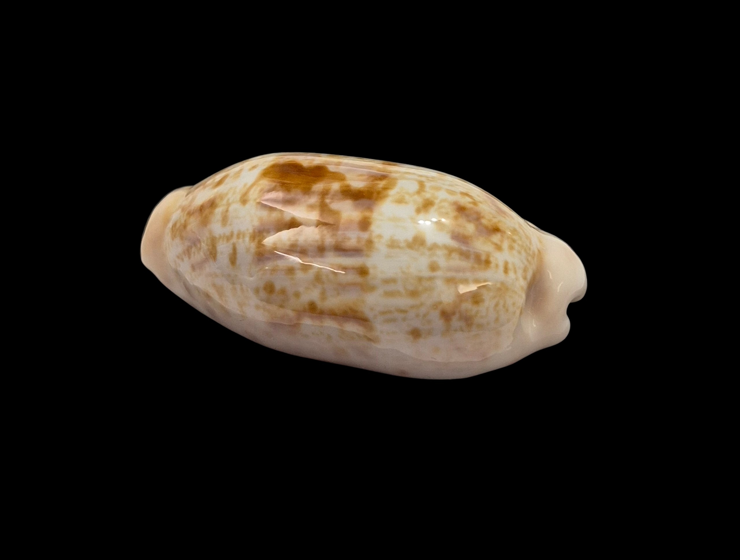 BC075 Talostolida pellucens alisonae - XL SIZE - Image 3