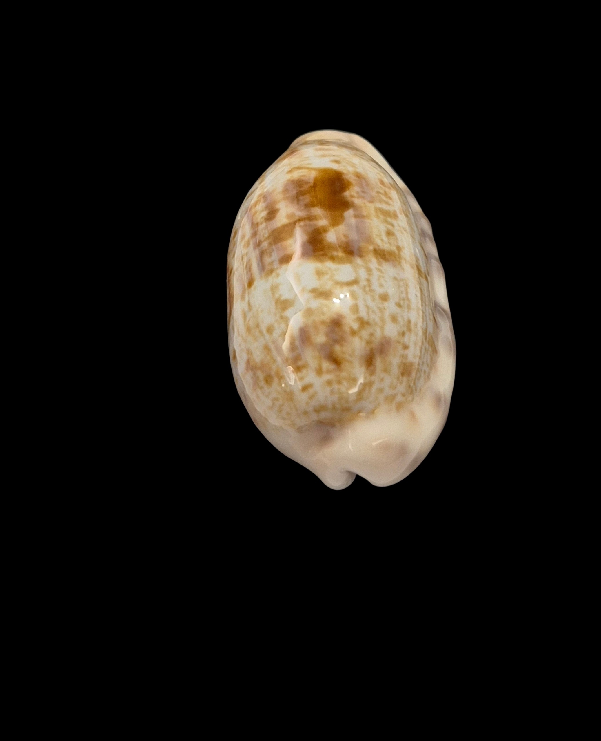 BC075 Talostolida pellucens alisonae - XL SIZE - Image 4