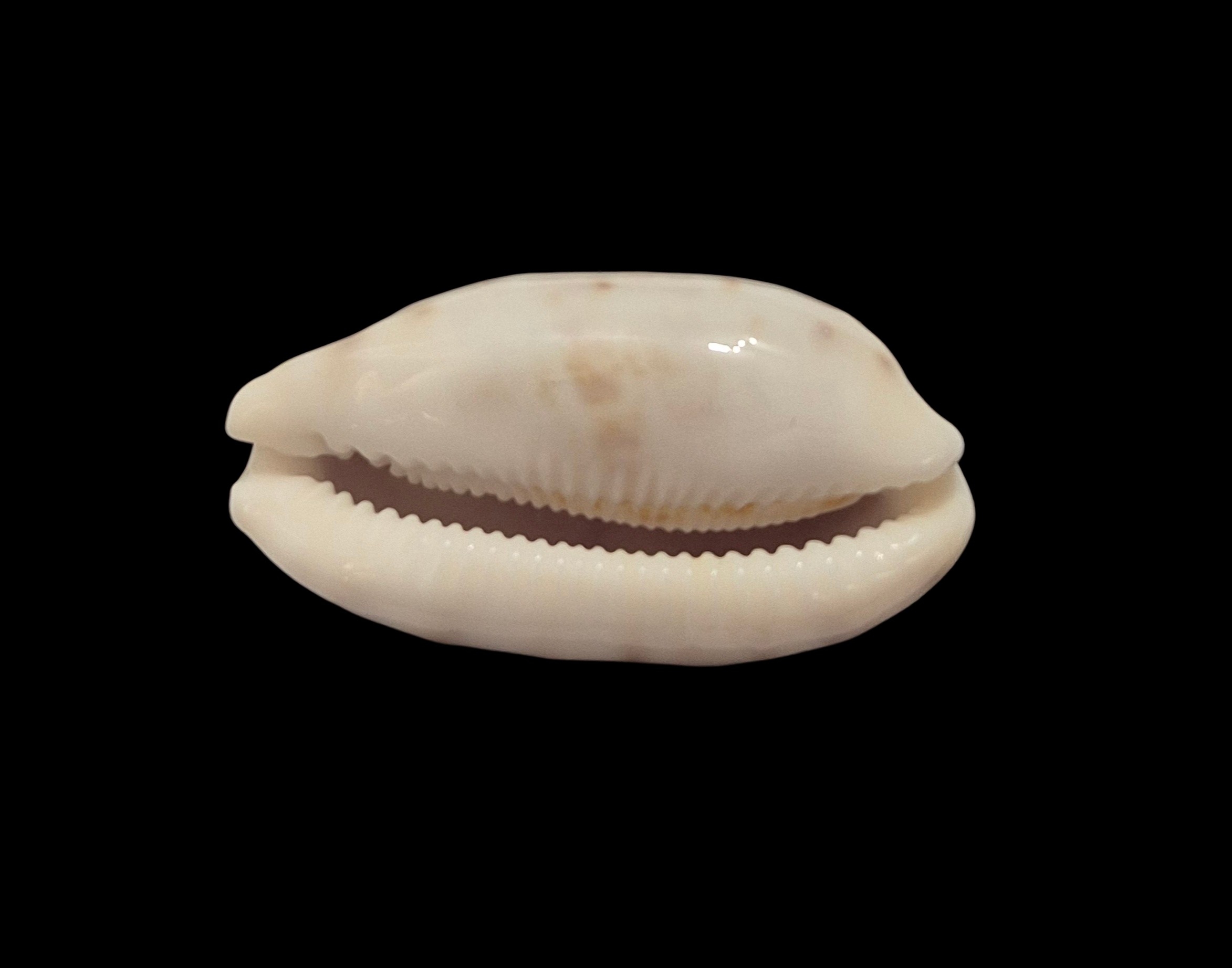 BC075 Talostolida pellucens alisonae - XL SIZE - Image 5