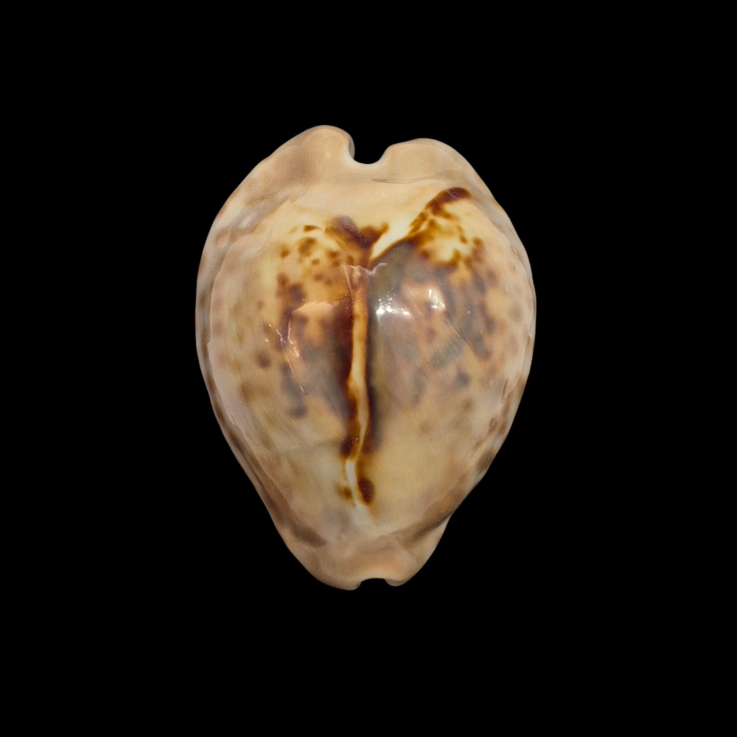 BC336 Barycypraea teulerei - FROM OLD TIMES