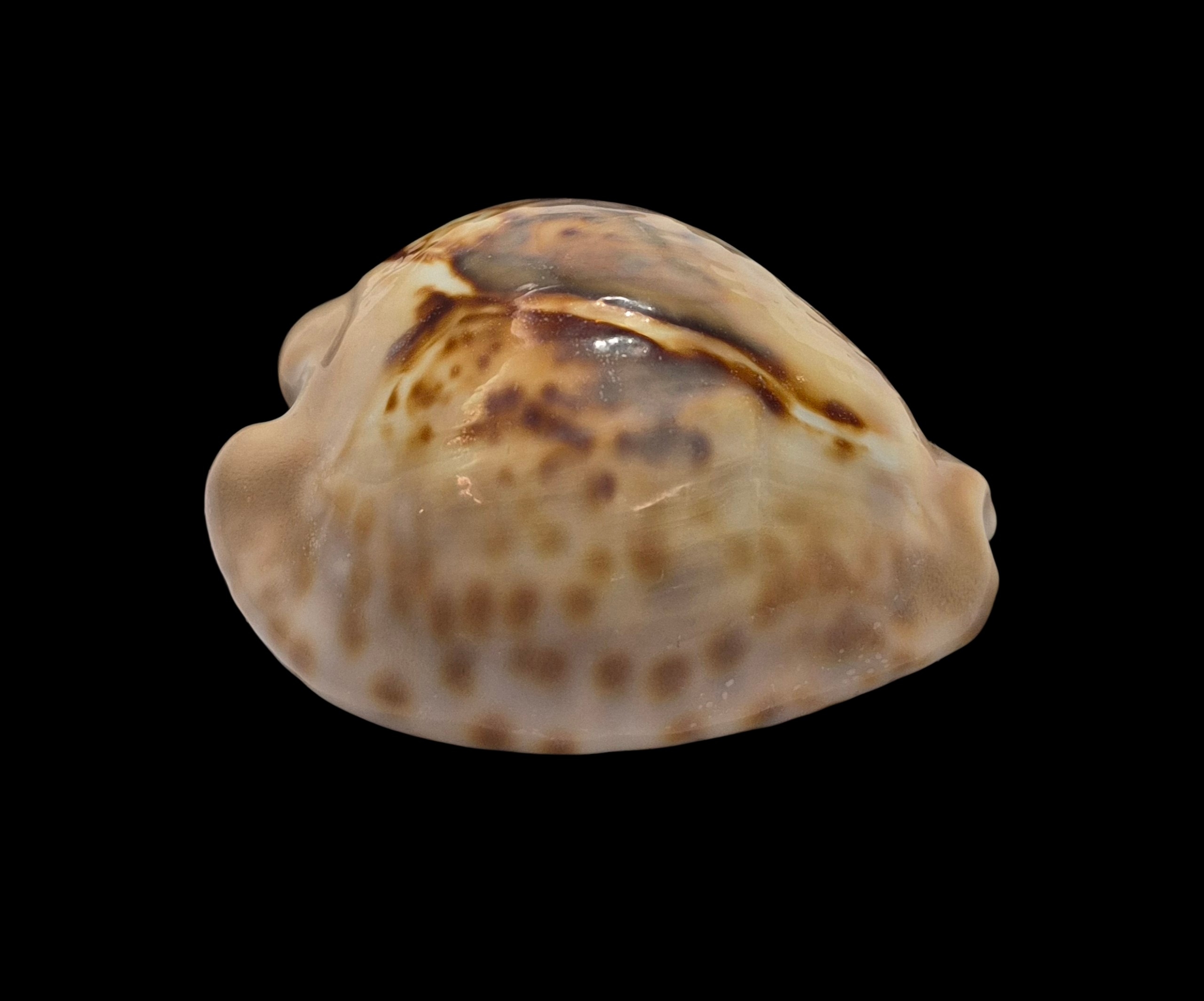 BC336 Barycypraea teulerei - FROM OLD TIMES - Image 2