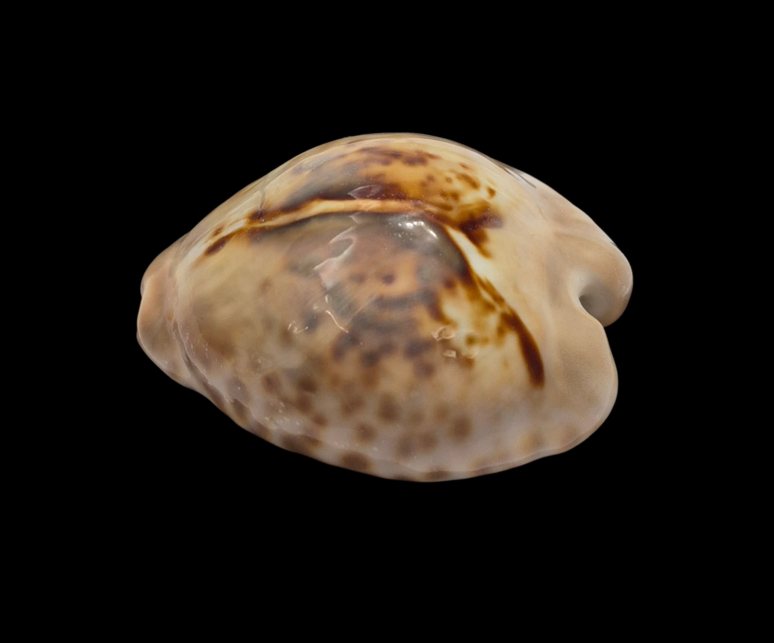 BC336 Barycypraea teulerei - FROM OLD TIMES - Image 3