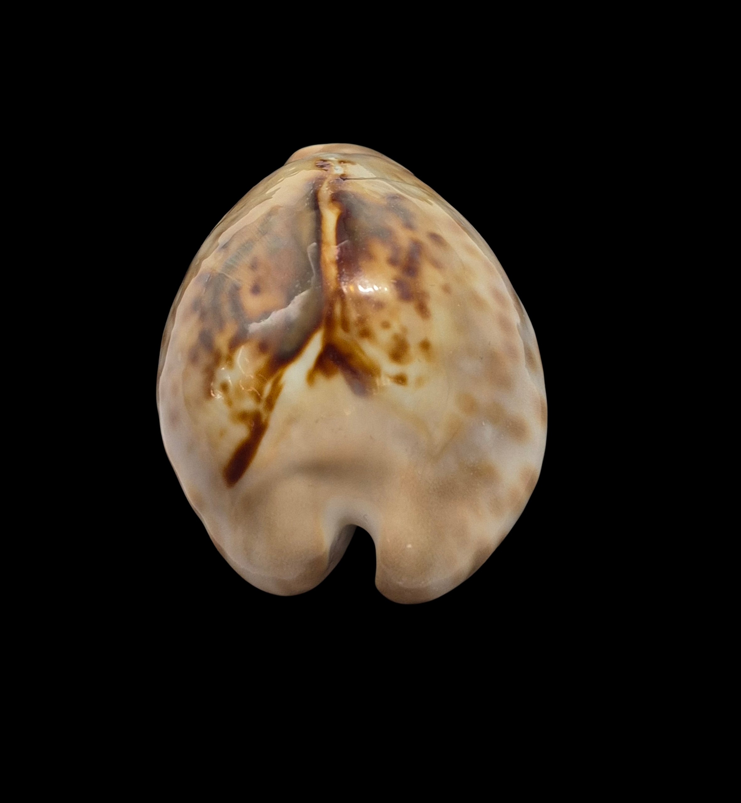 BC336 Barycypraea teulerei - FROM OLD TIMES - Image 4