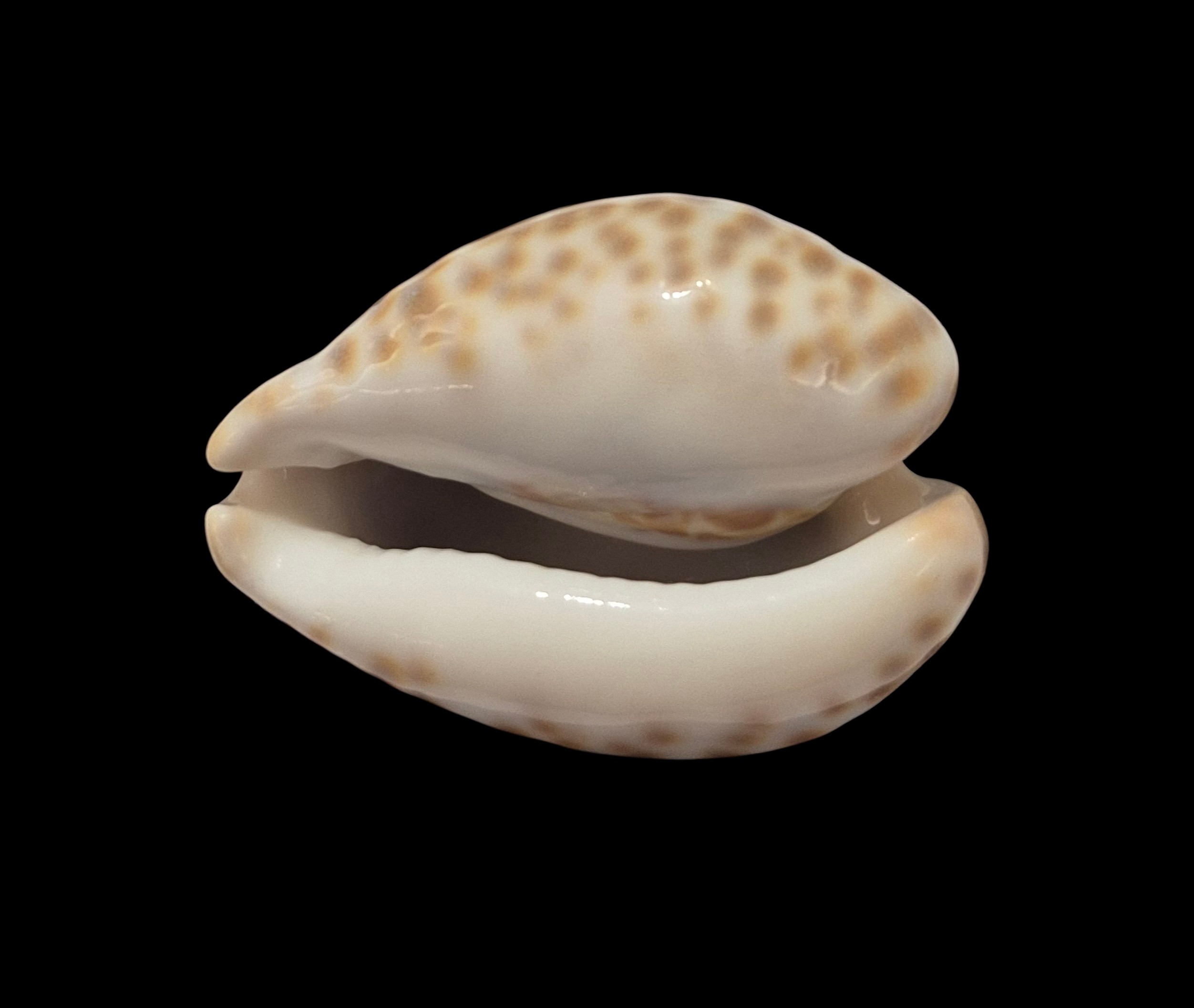 BC336 Barycypraea teulerei - FROM OLD TIMES - Image 5