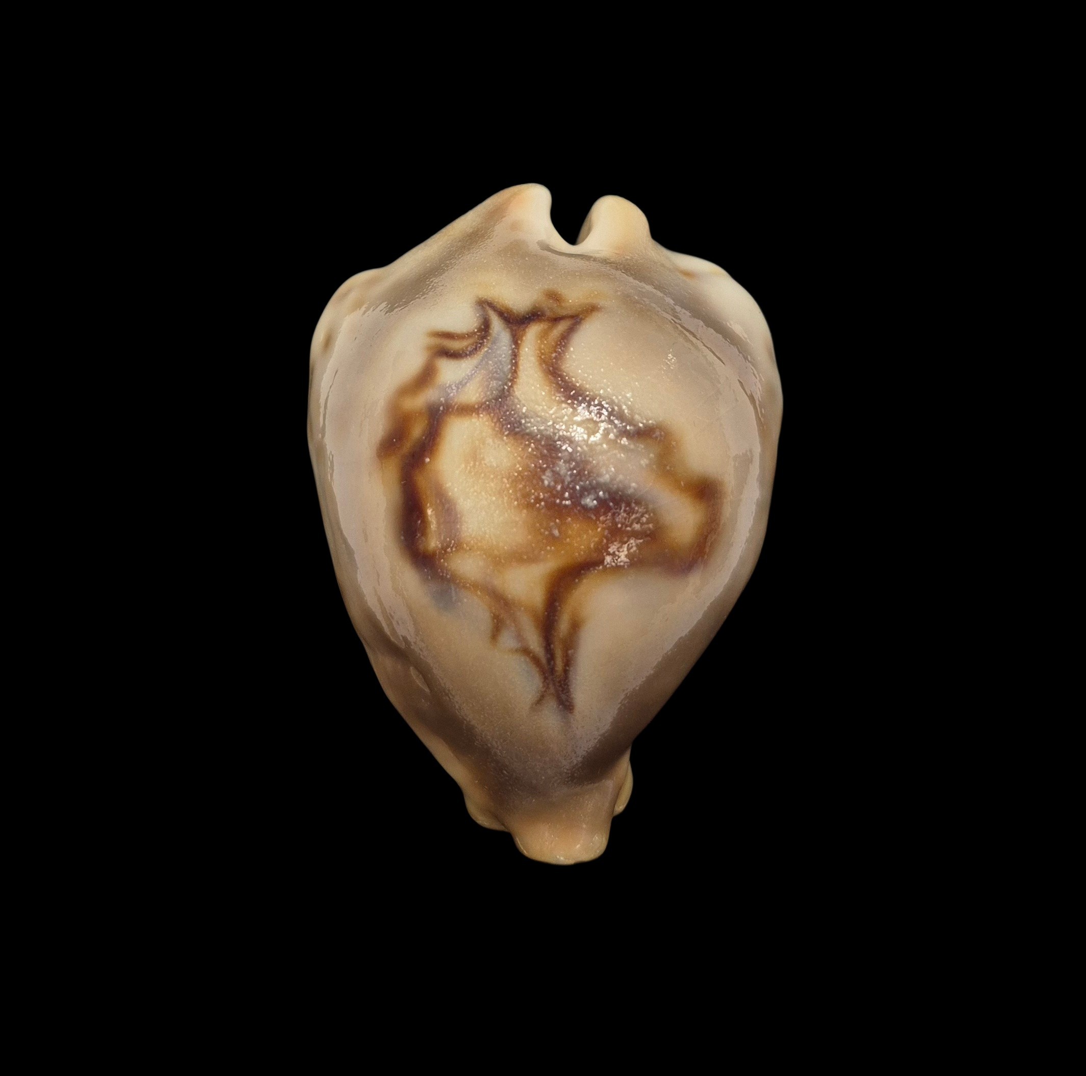 BC079 Barycypraea fultoni amorimi
