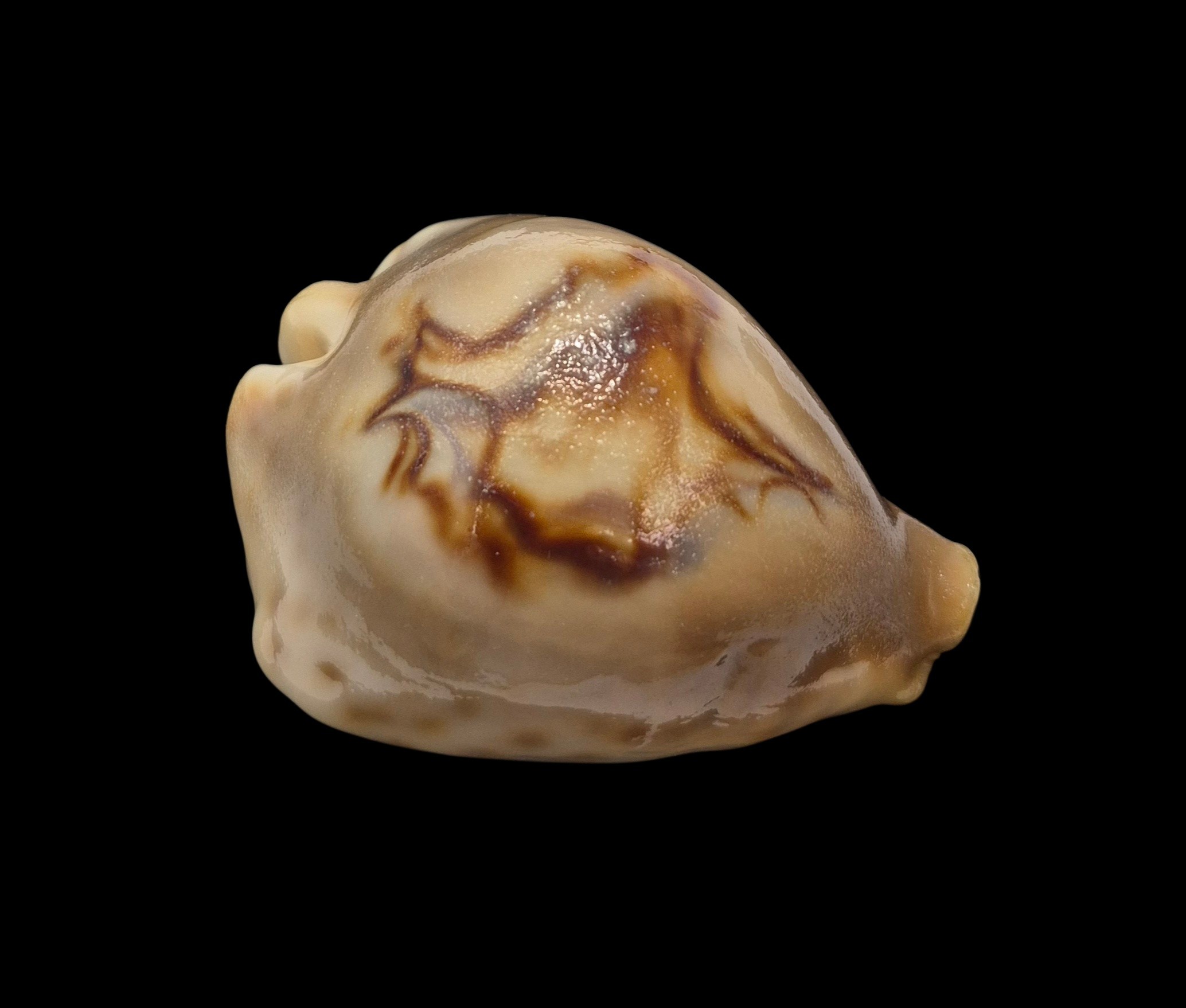 BC079 Barycypraea fultoni amorimi - Image 2