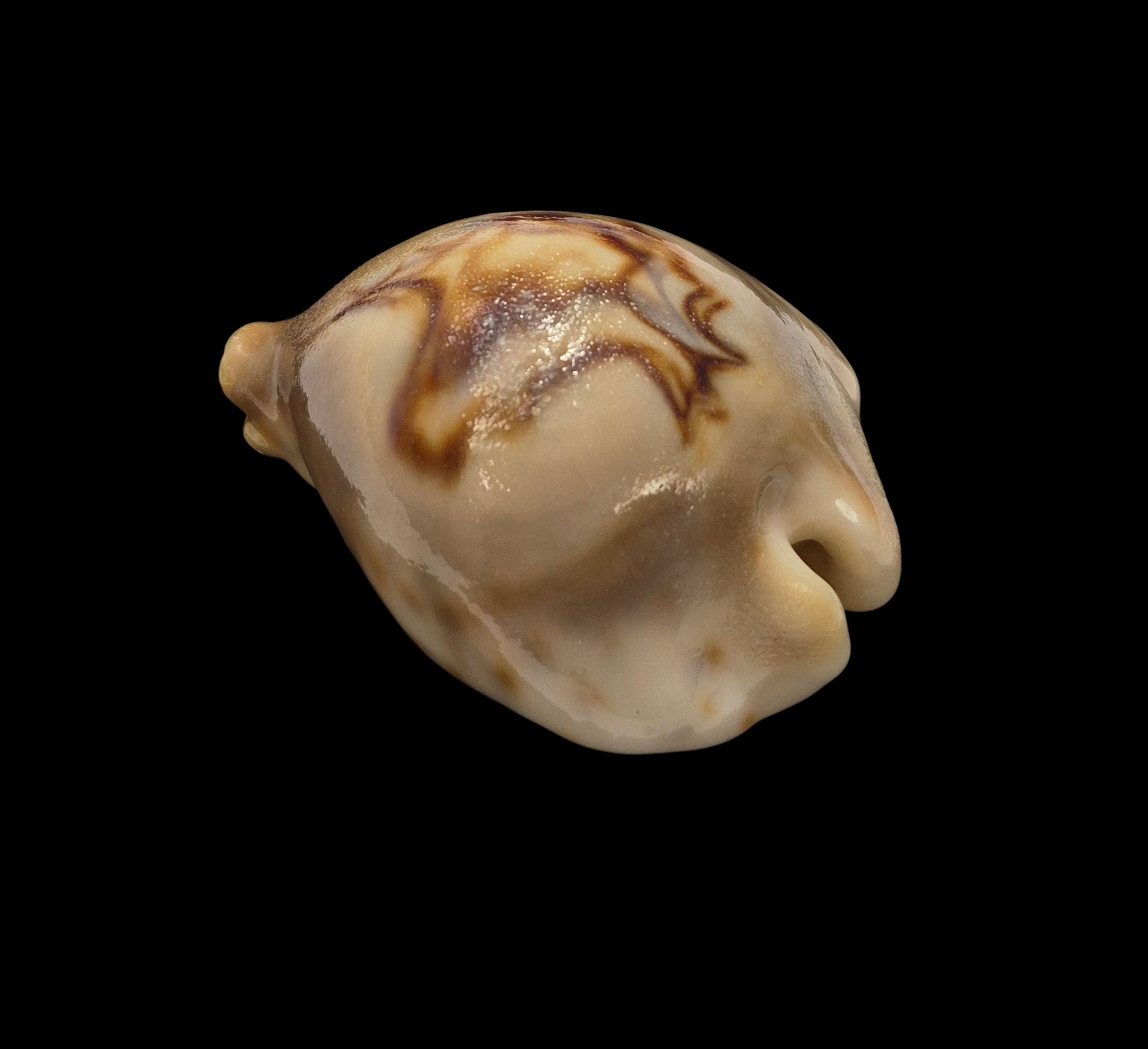 BC079 Barycypraea fultoni amorimi - Image 3