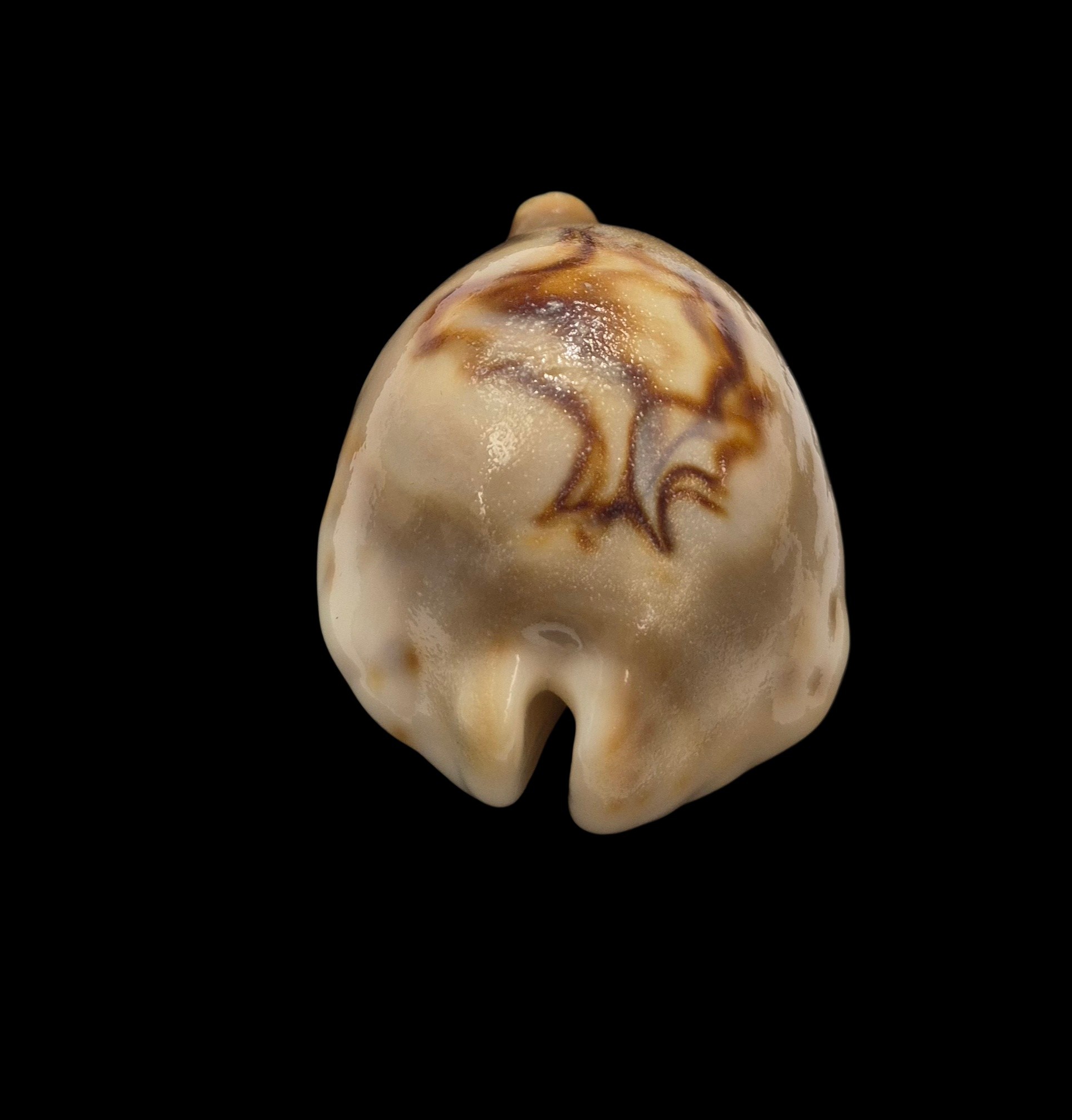 BC079 Barycypraea fultoni amorimi - Image 5