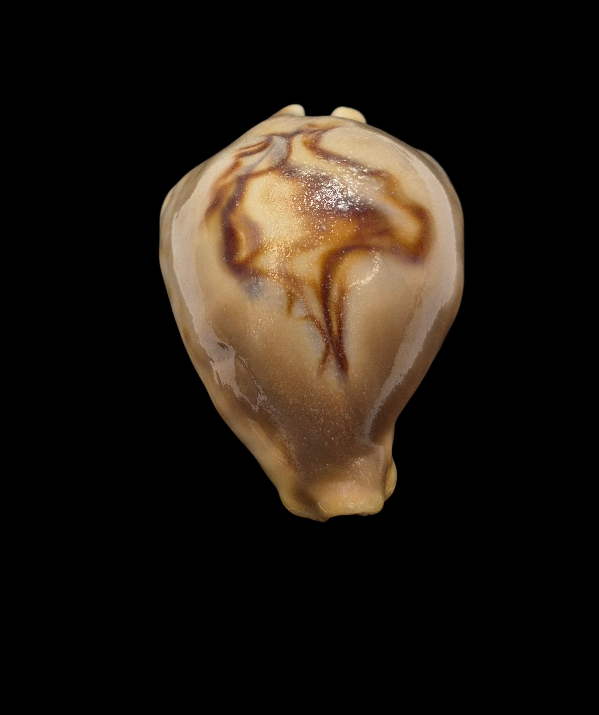 BC079 Barycypraea fultoni amorimi - Image 8