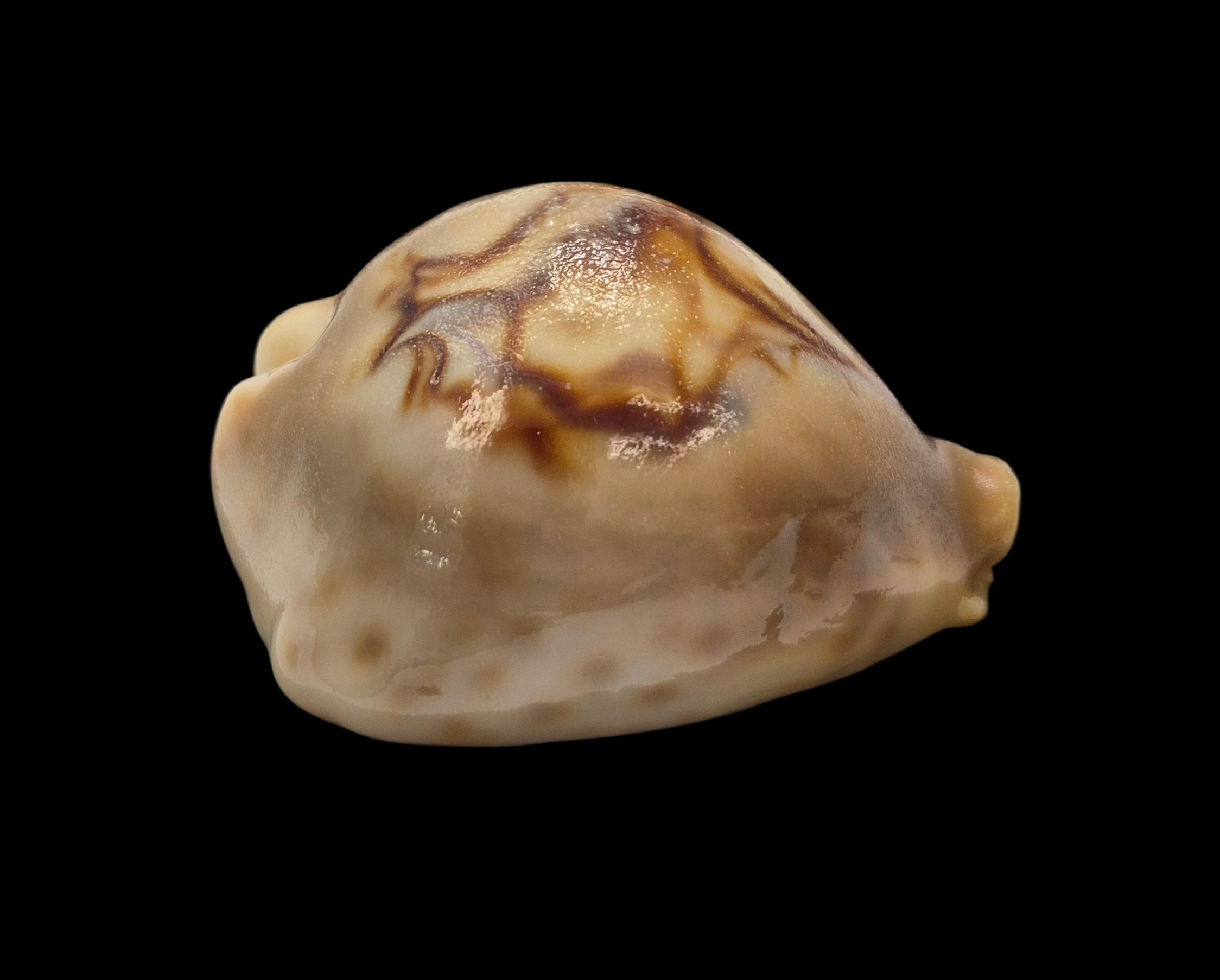 BC079 Barycypraea fultoni amorimi - Image 6
