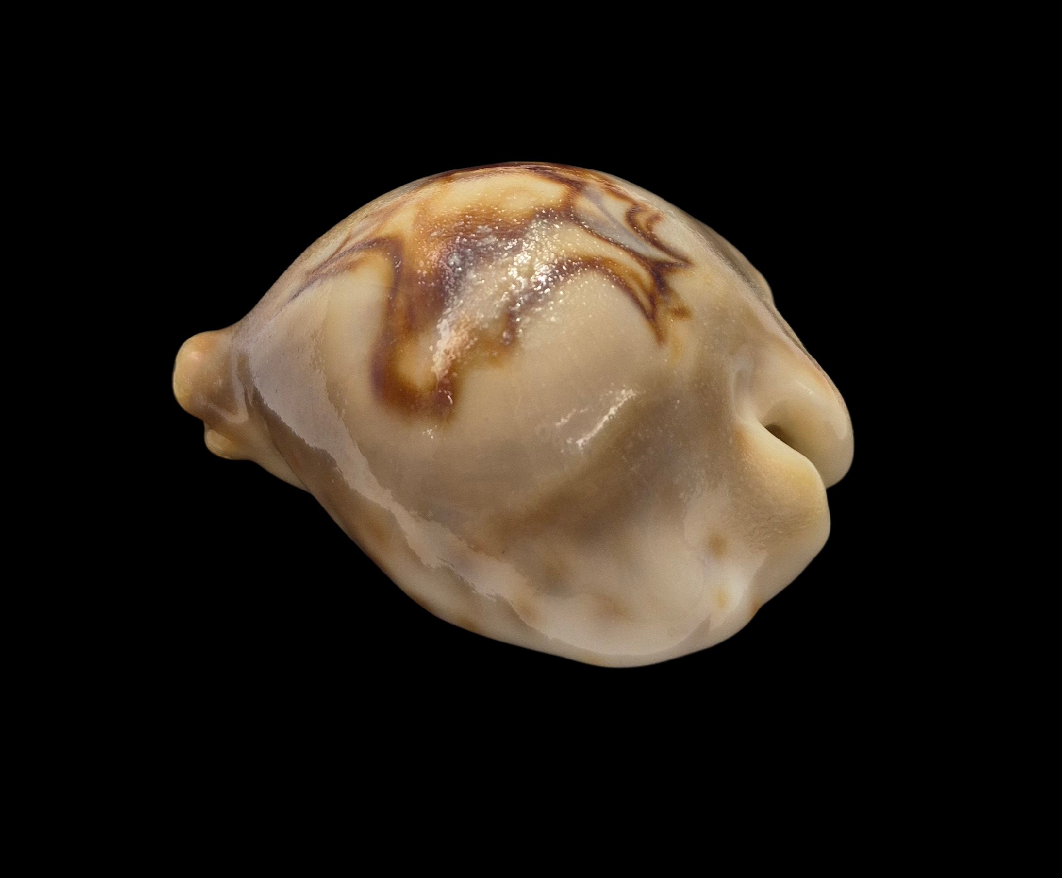 BC079 Barycypraea fultoni amorimi - Image 7