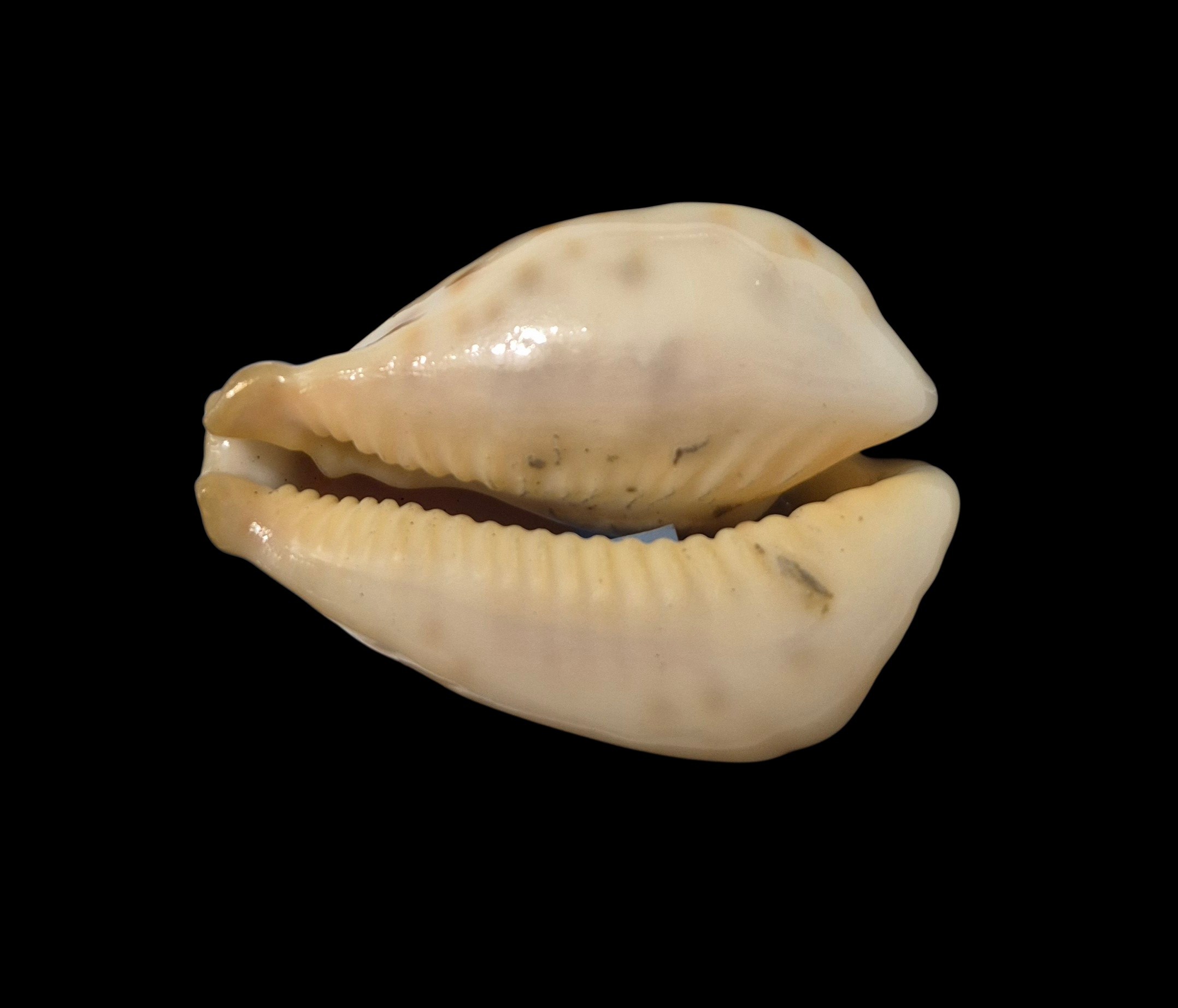 BC079 Barycypraea fultoni amorimi - Image 4