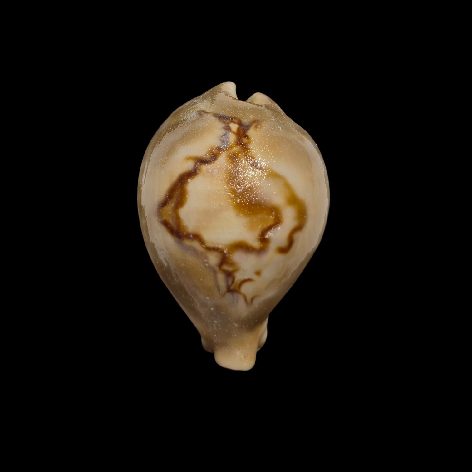 BC040 Barycypraea fultoni massieri