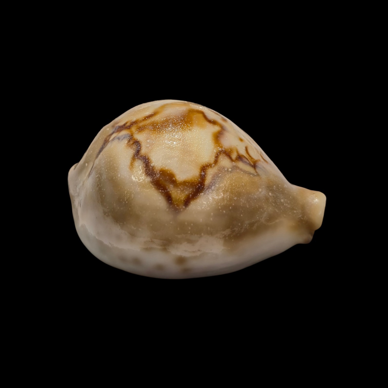 BC040 Barycypraea fultoni massieri - Image 2