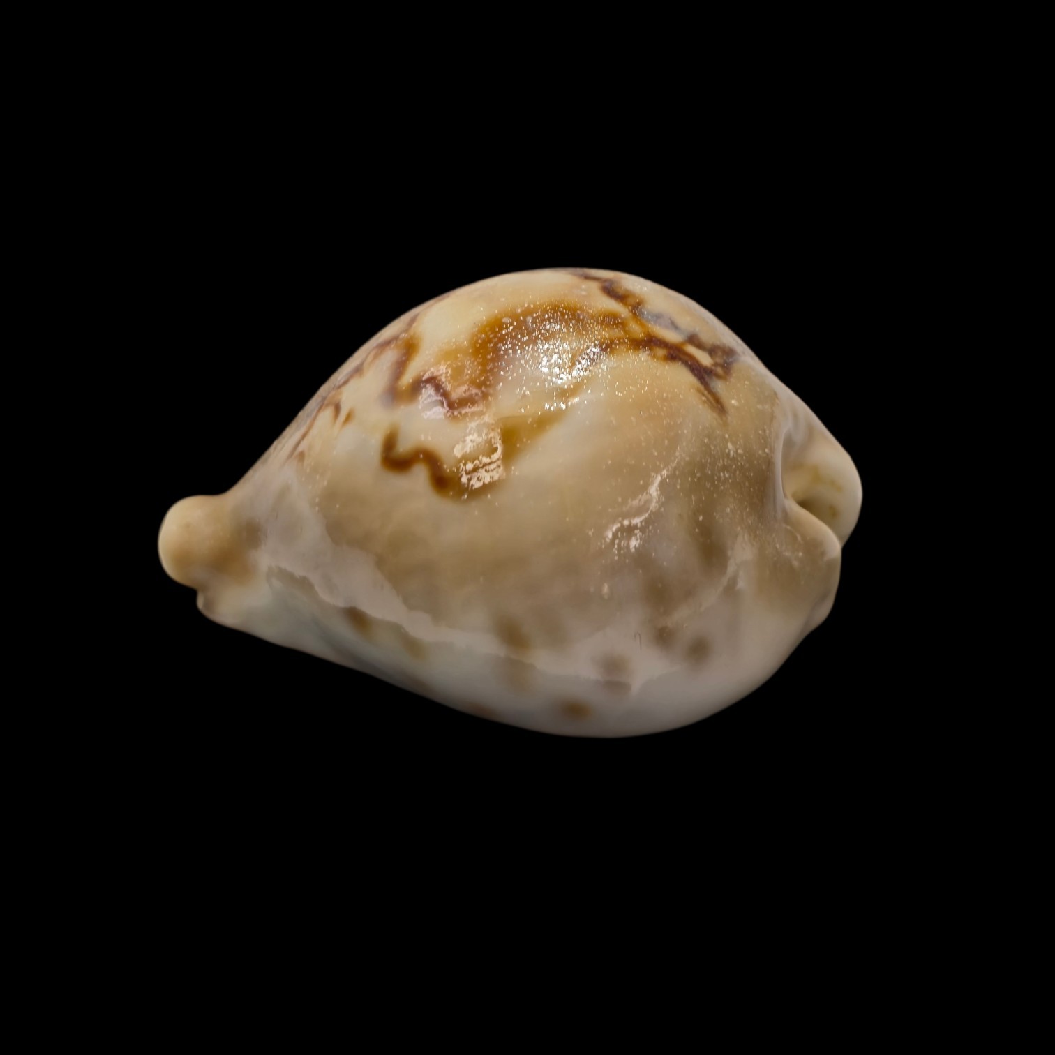 BC040 Barycypraea fultoni massieri - Image 3