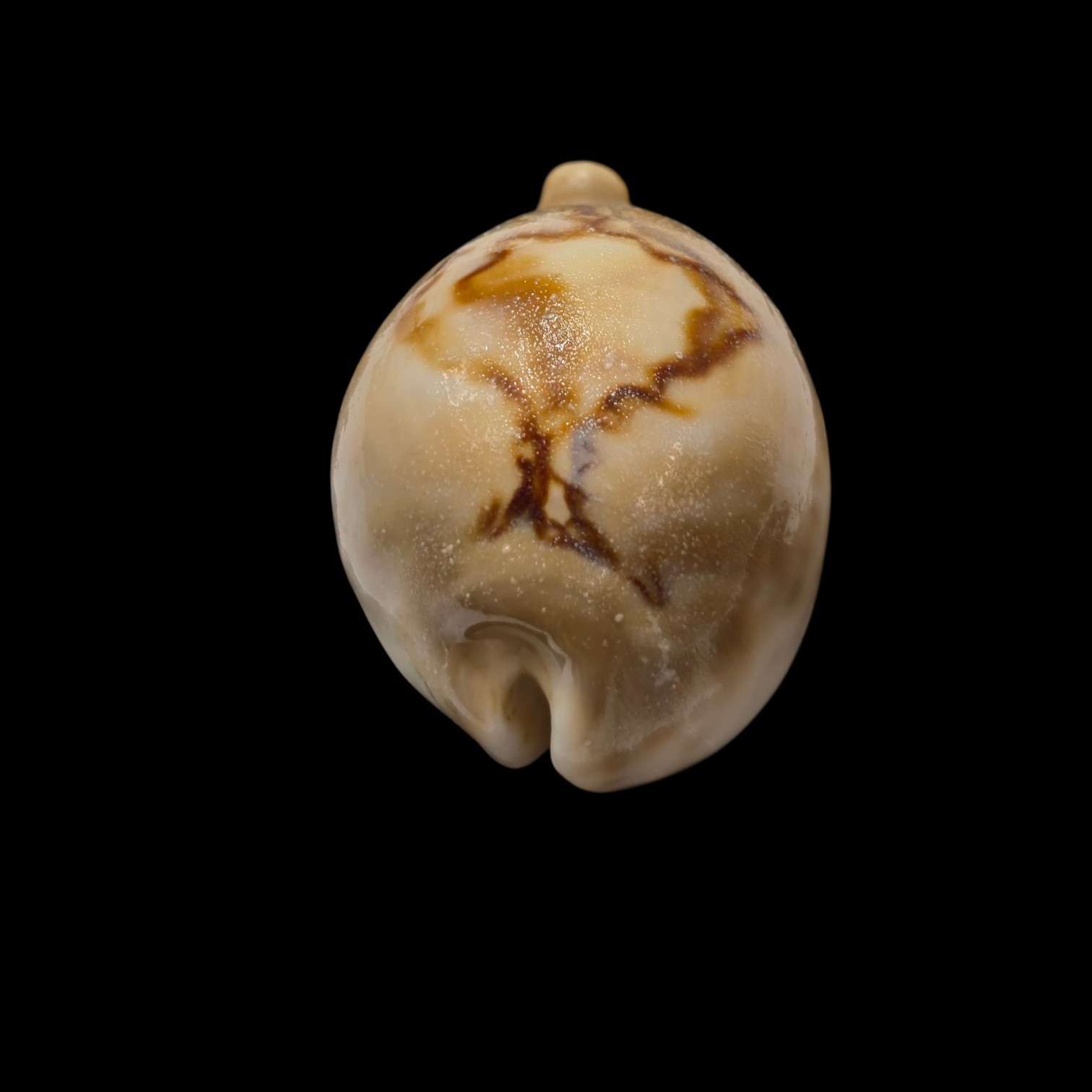BC040 Barycypraea fultoni massieri - Image 5