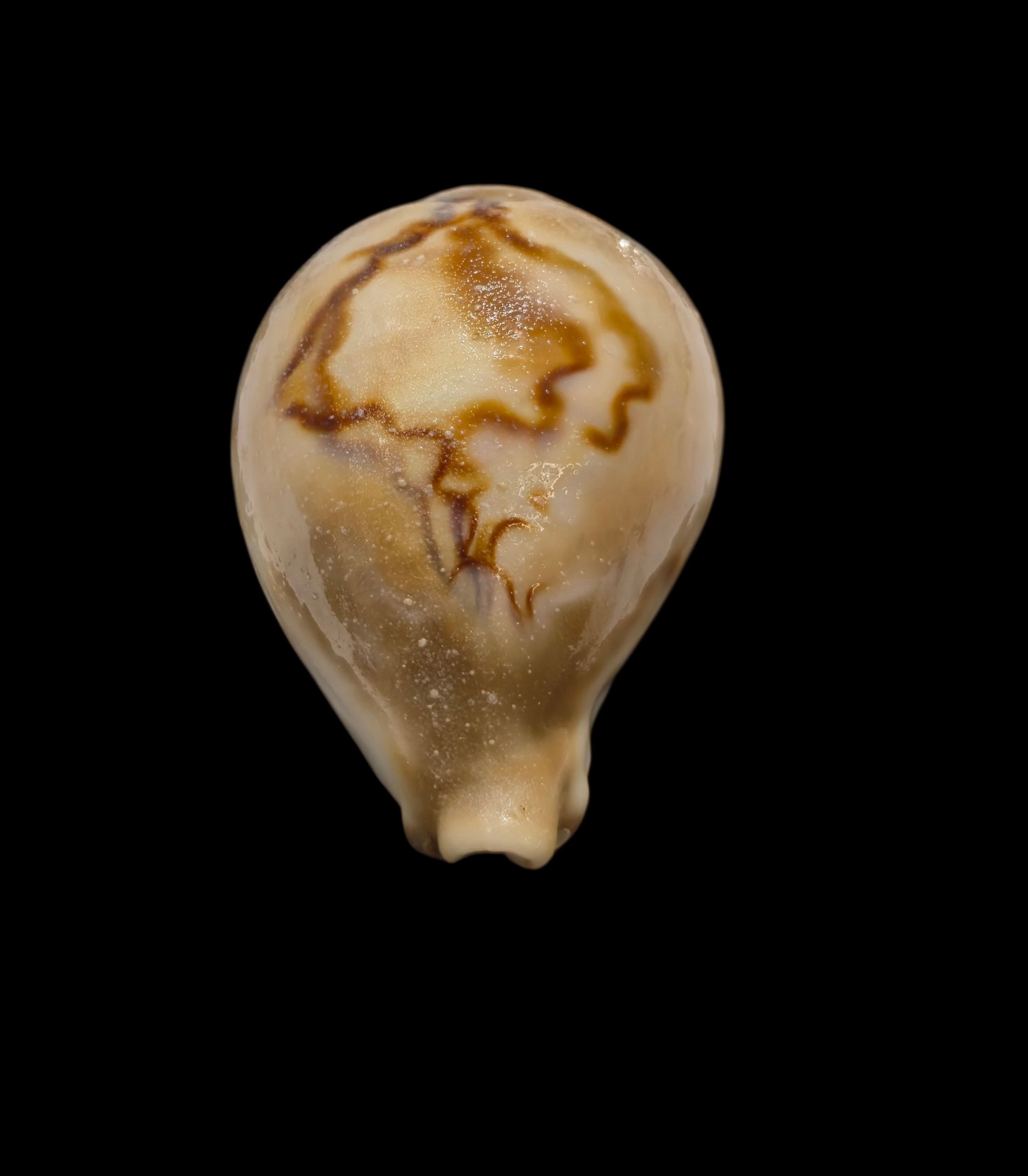 BC040 Barycypraea fultoni massieri - Image 6