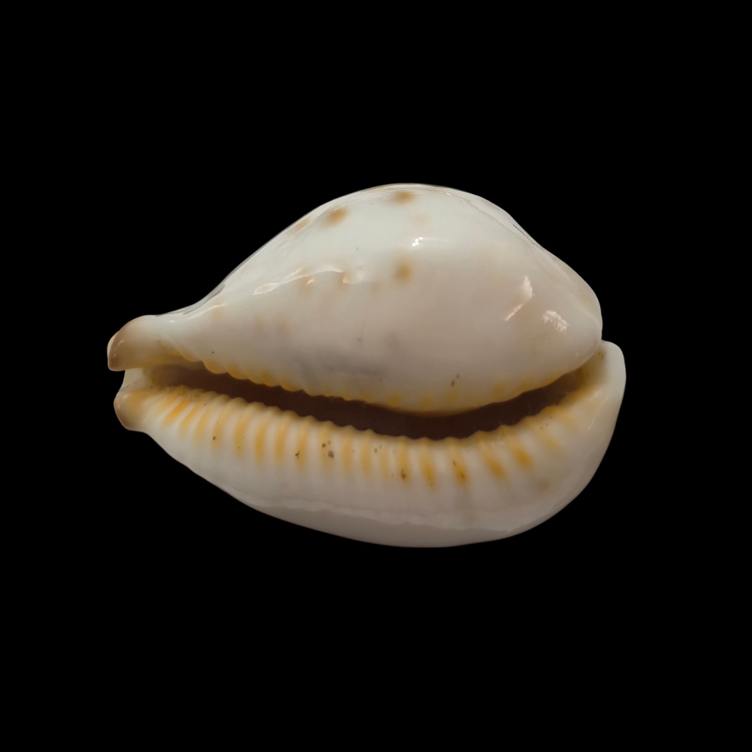 BC040 Barycypraea fultoni massieri - Image 4