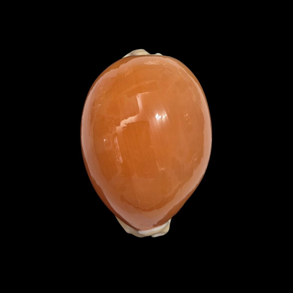 BC341 Callistocypraea aurantium
