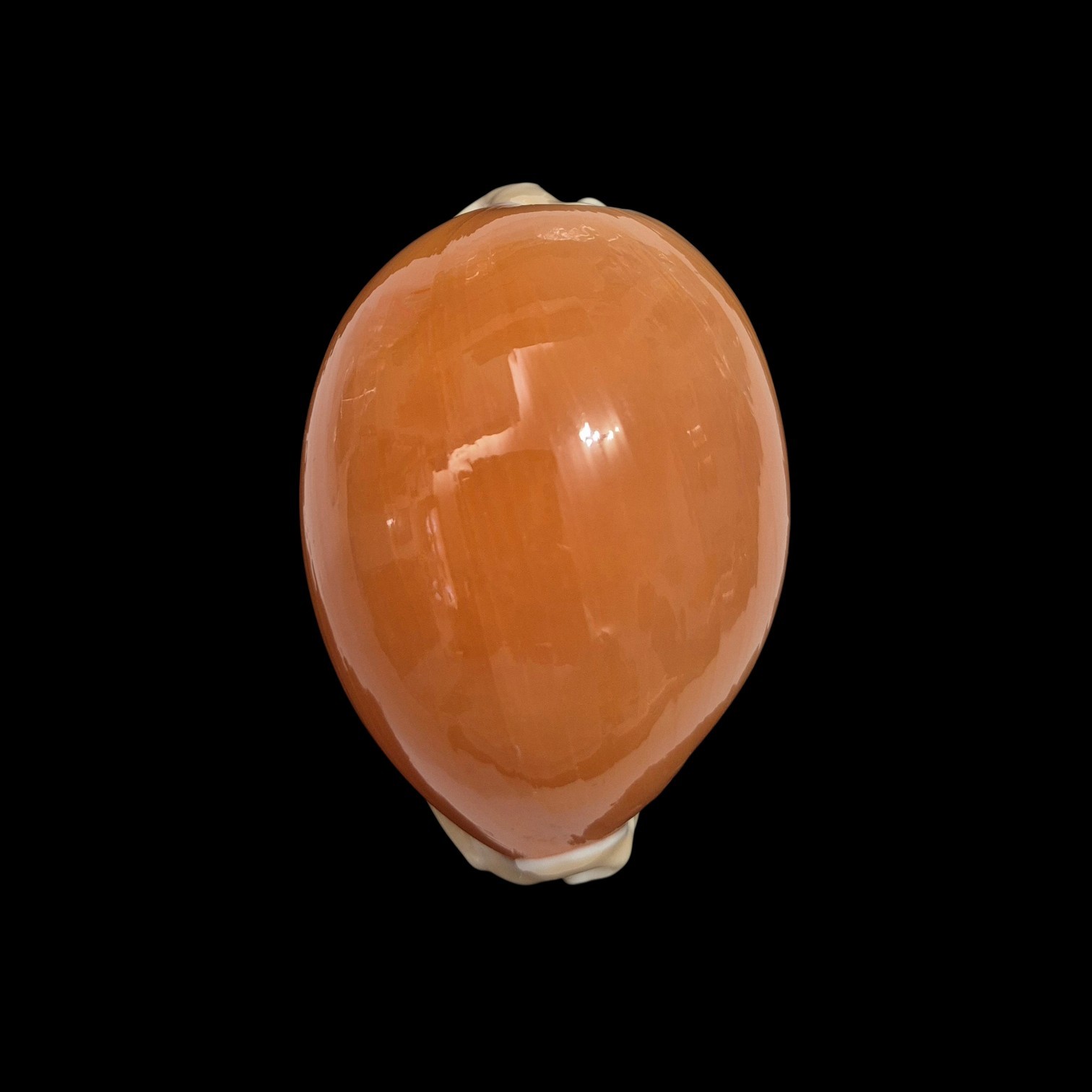 BC341 Callistocypraea aurantium