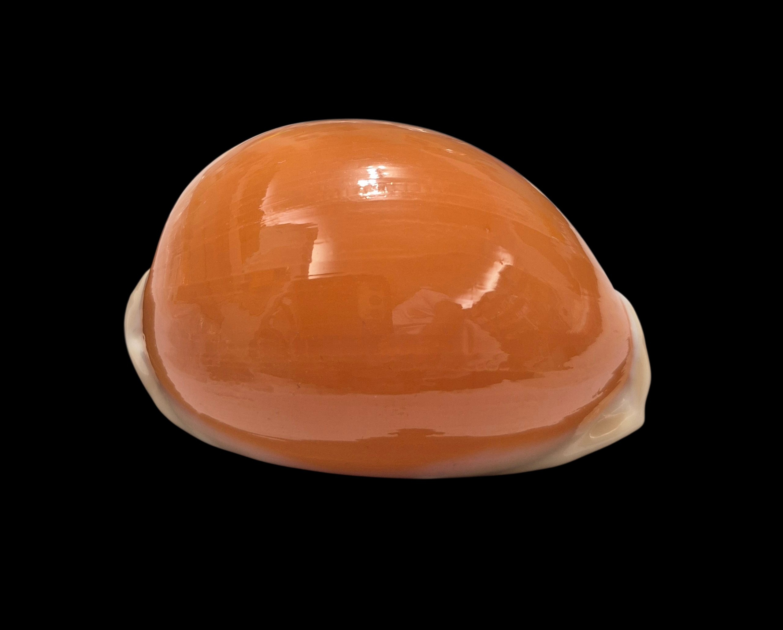 BC341 Callistocypraea aurantium - Image 2