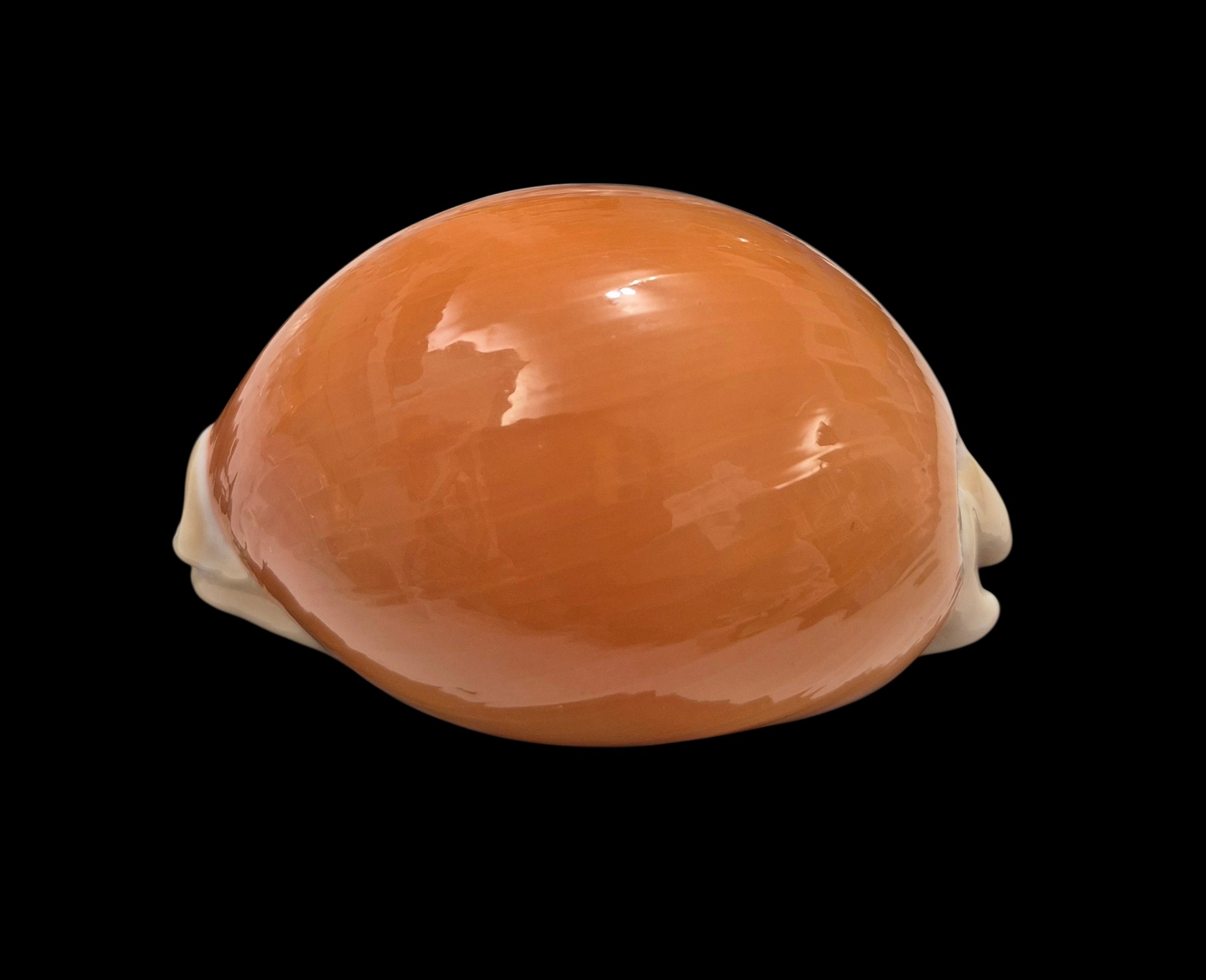 BC341 Callistocypraea aurantium - Image 3