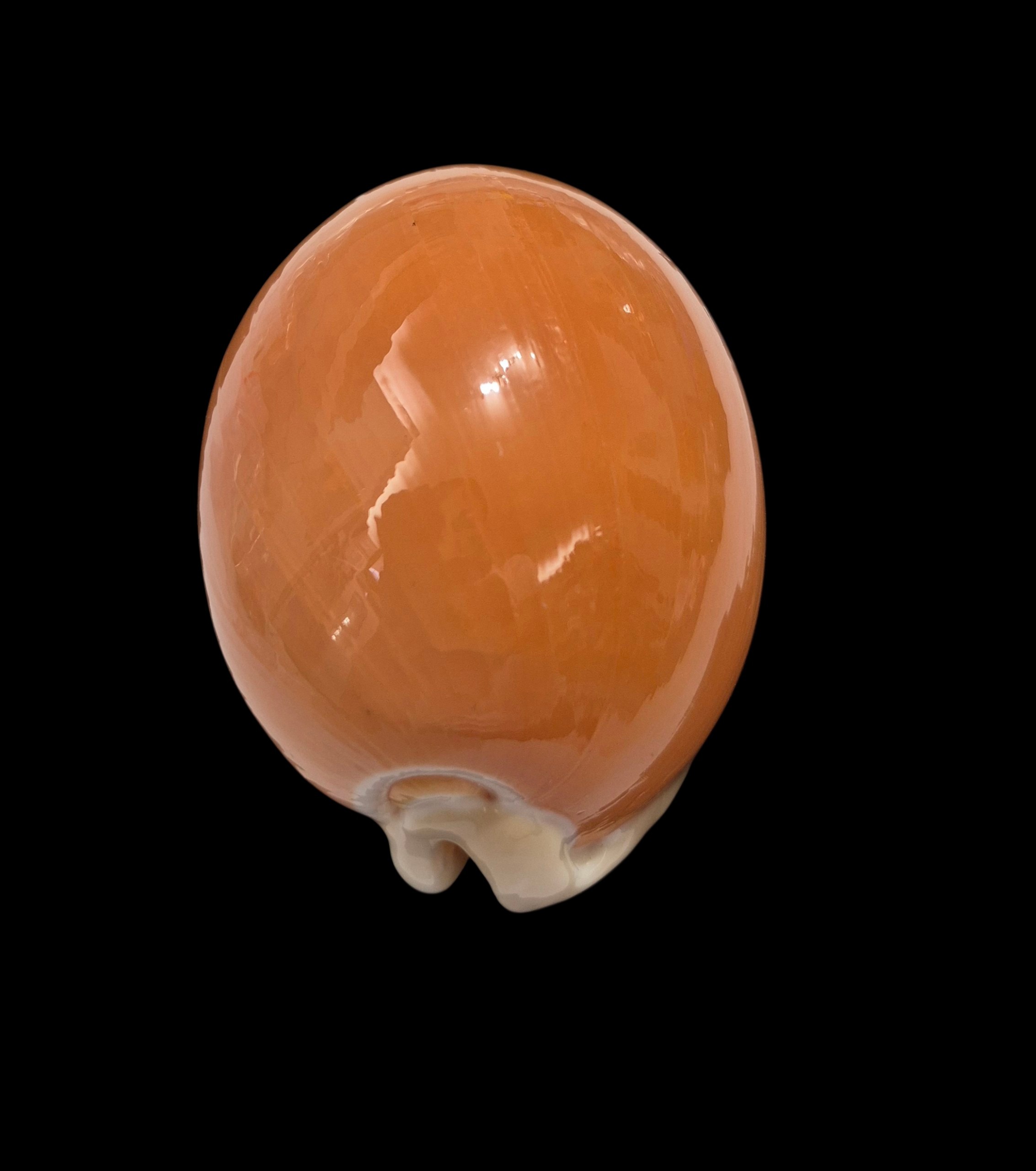 BC341 Callistocypraea aurantium - Image 5