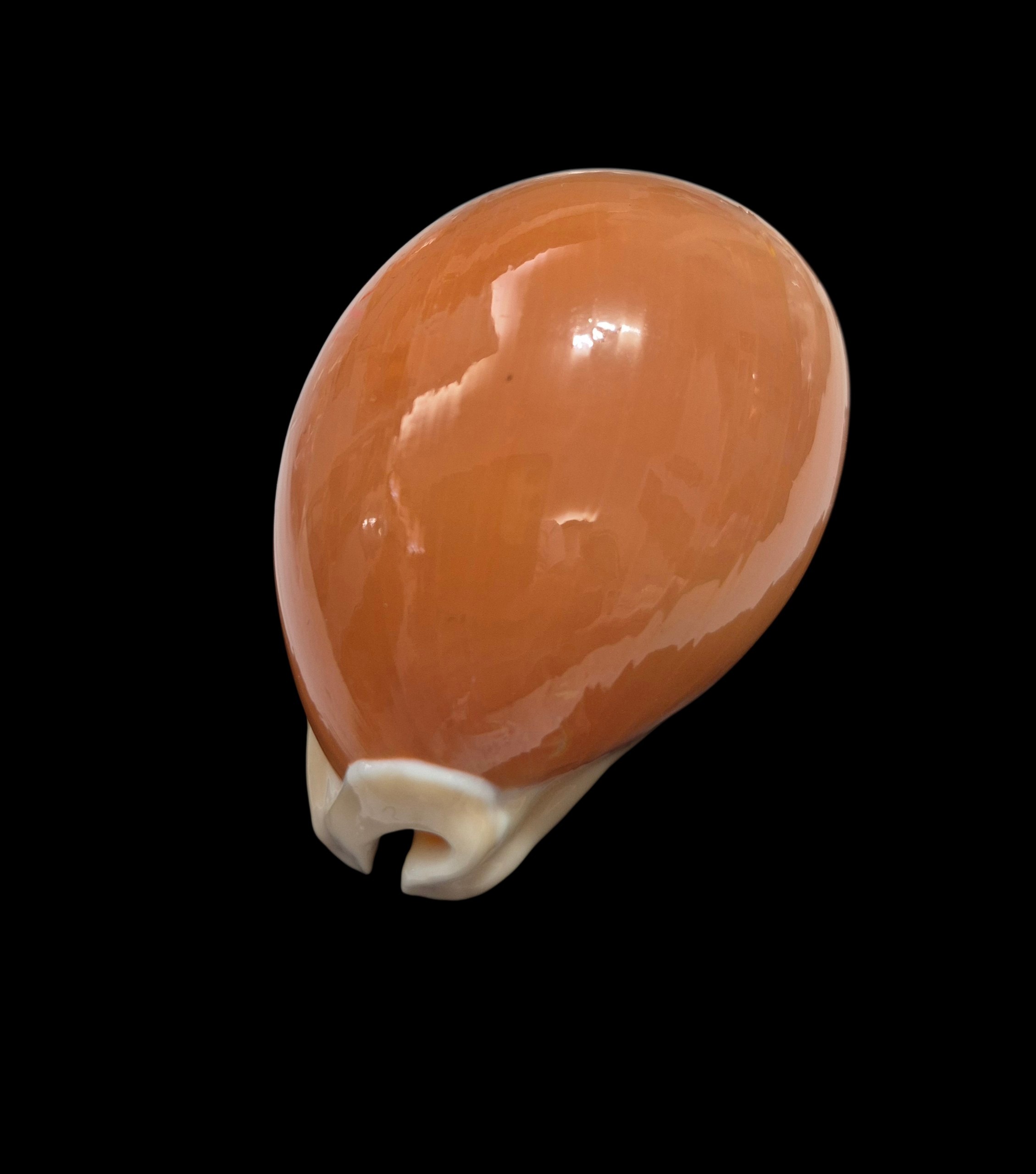 BC341 Callistocypraea aurantium - Image 6