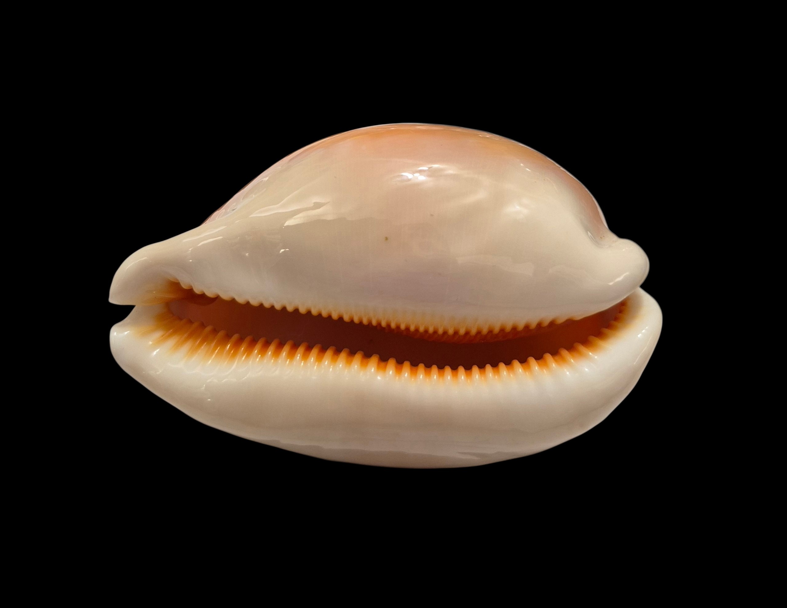 BC341 Callistocypraea aurantium - Image 4