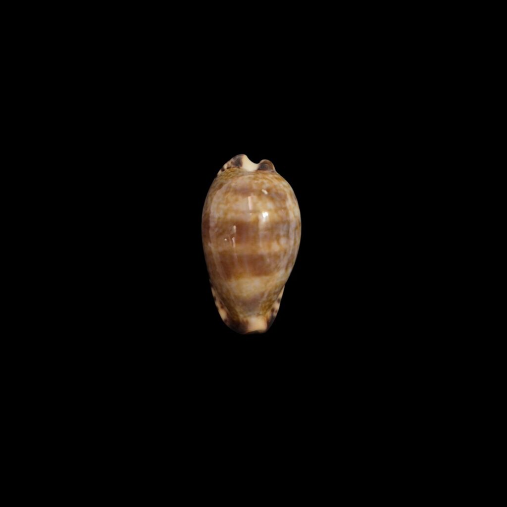 BC204 Pseudozonaria nigropunctata - EXTREME DWARF