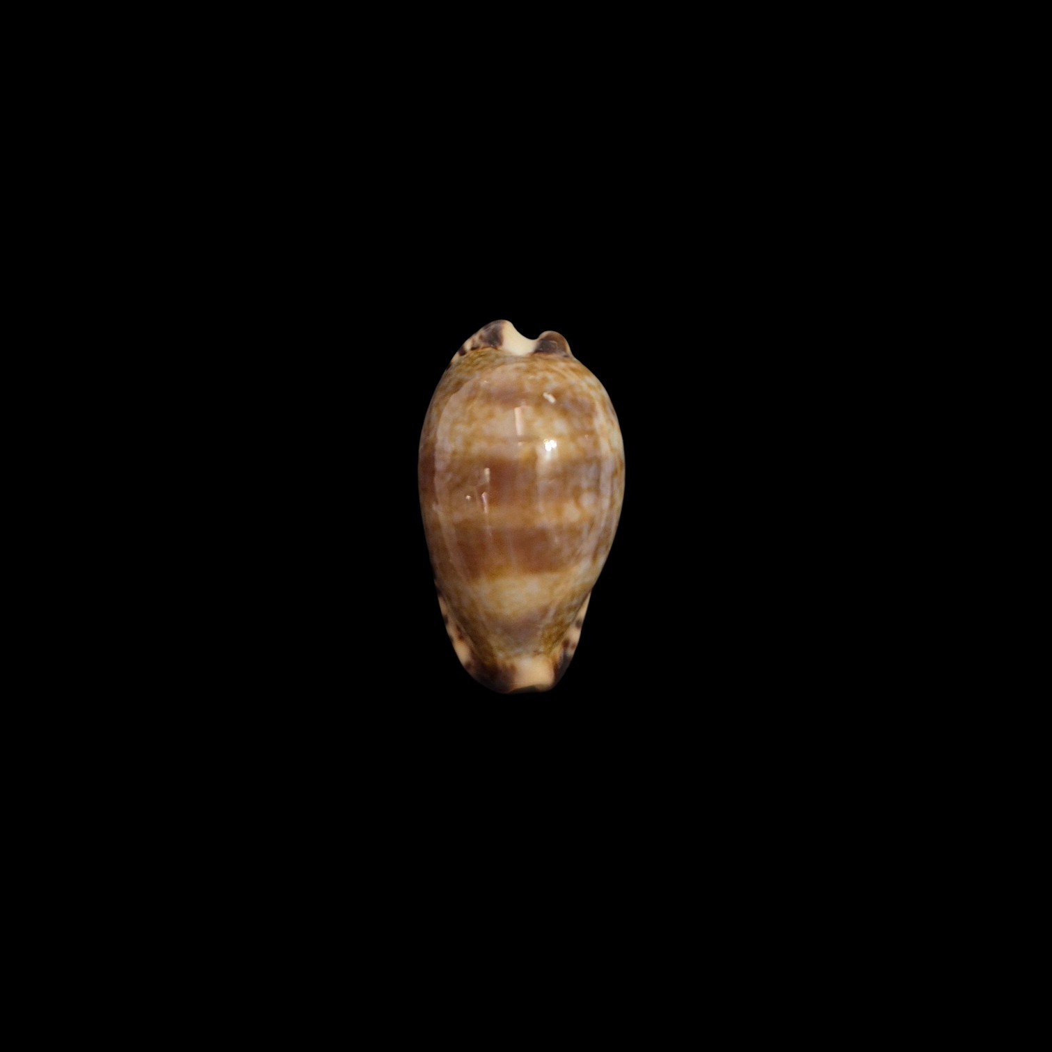 BC204 Pseudozonaria nigropunctata - EXTREME DWARF